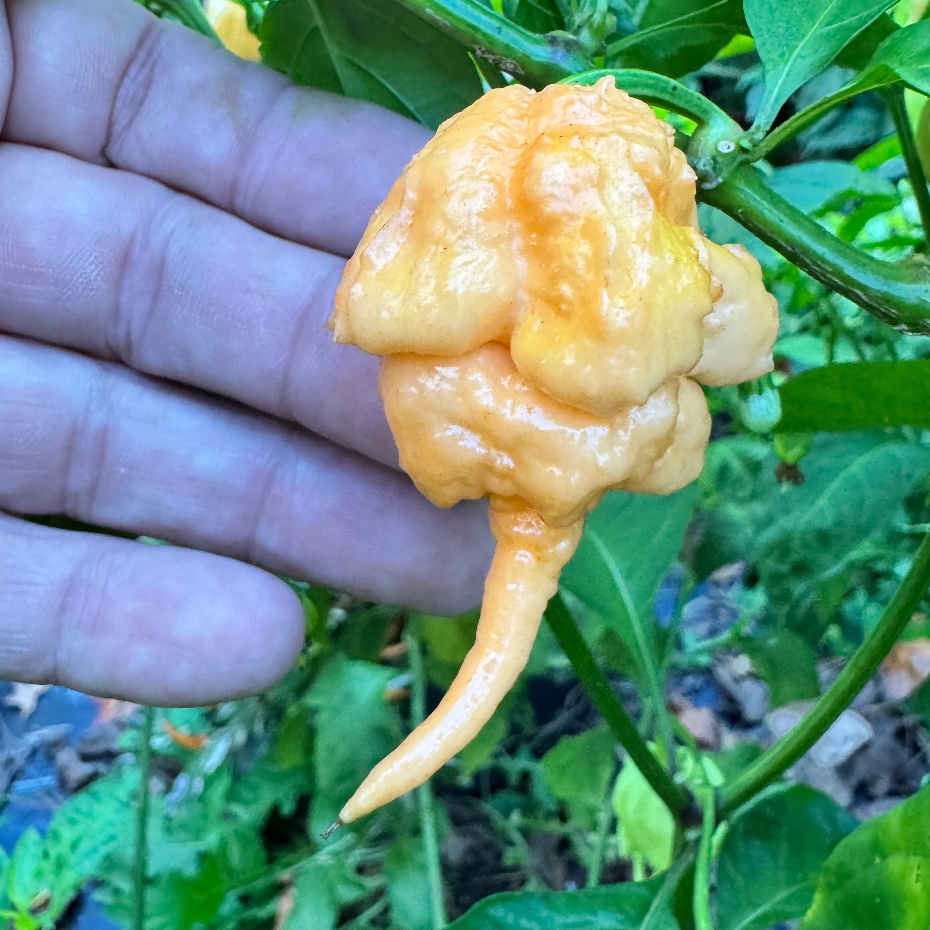 Peach Primo - Seeds - Image 8