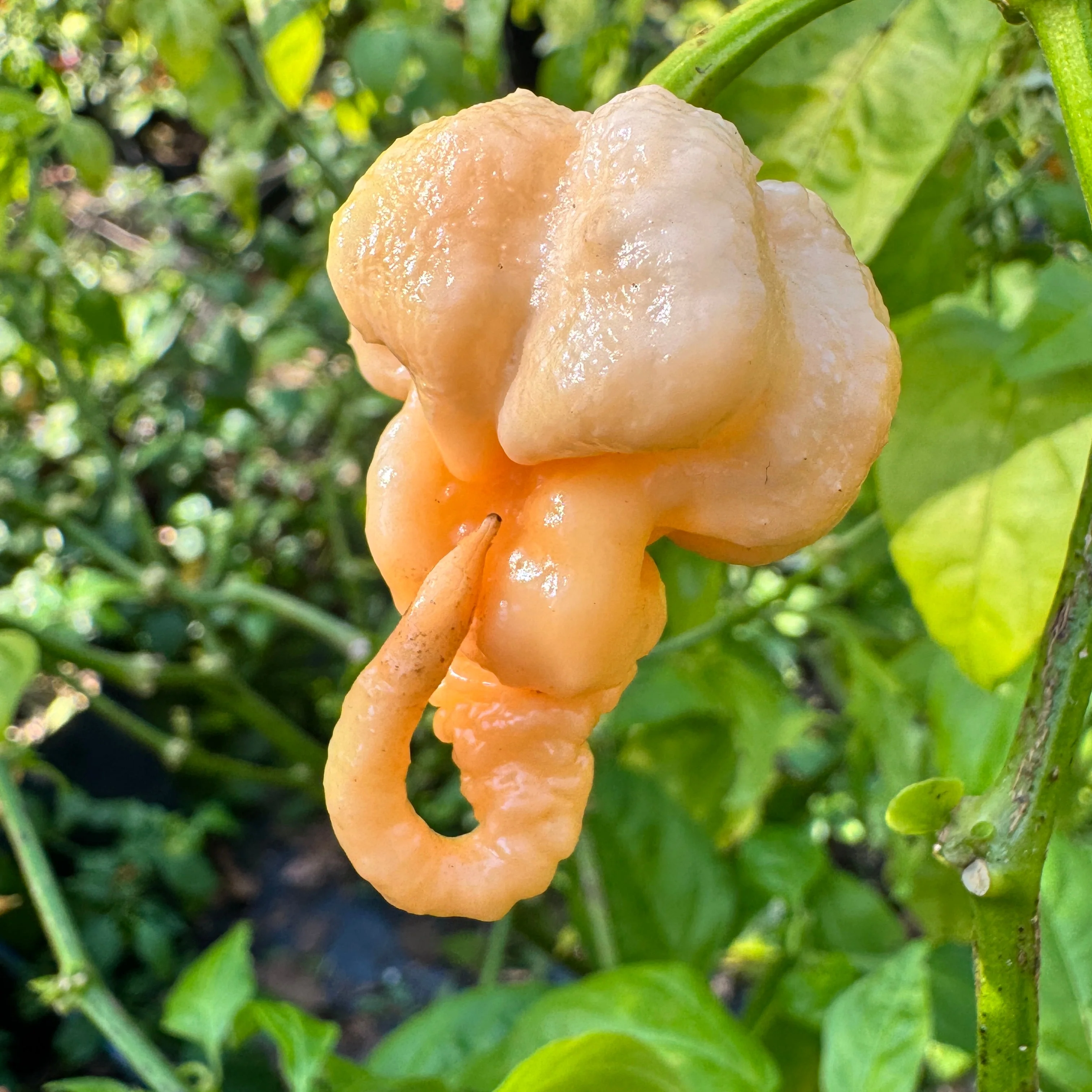 Peach Primo - Seeds - Image 9