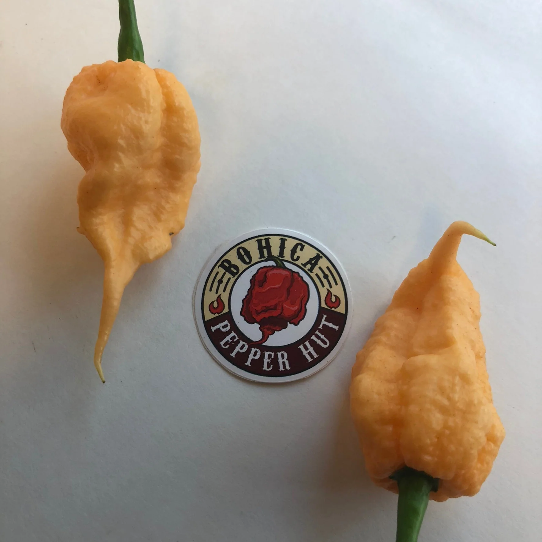 Peach Reaper (California Reaper) - Seeds - Image 2