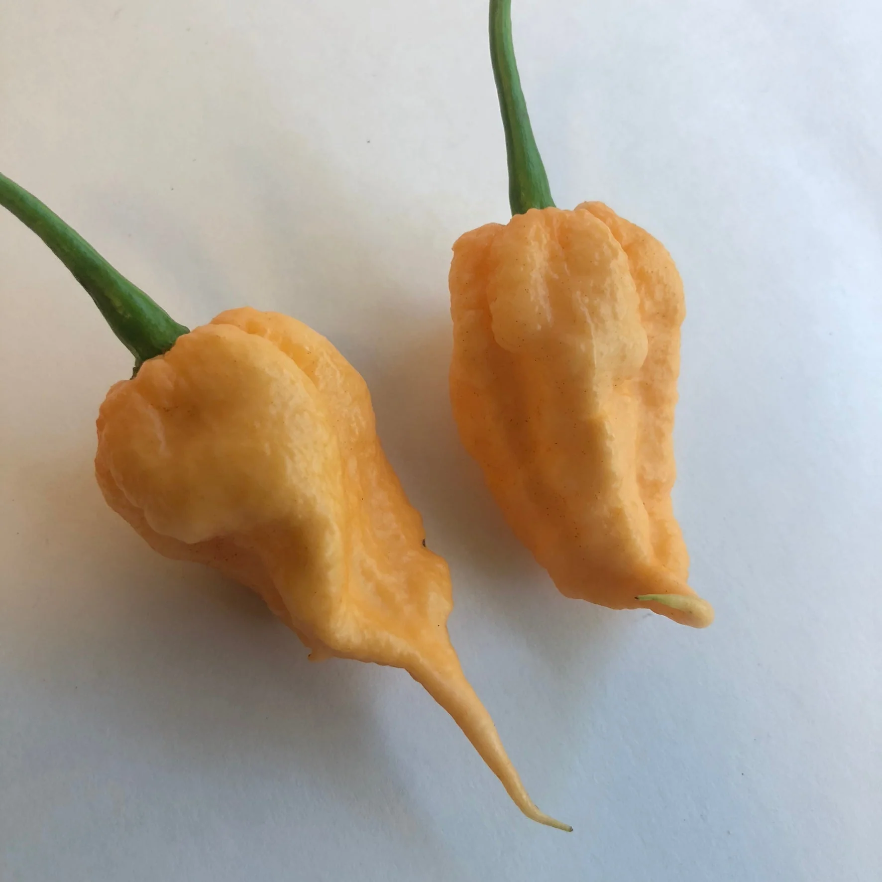 Peach Reaper (California Reaper) - Seeds - Image 3