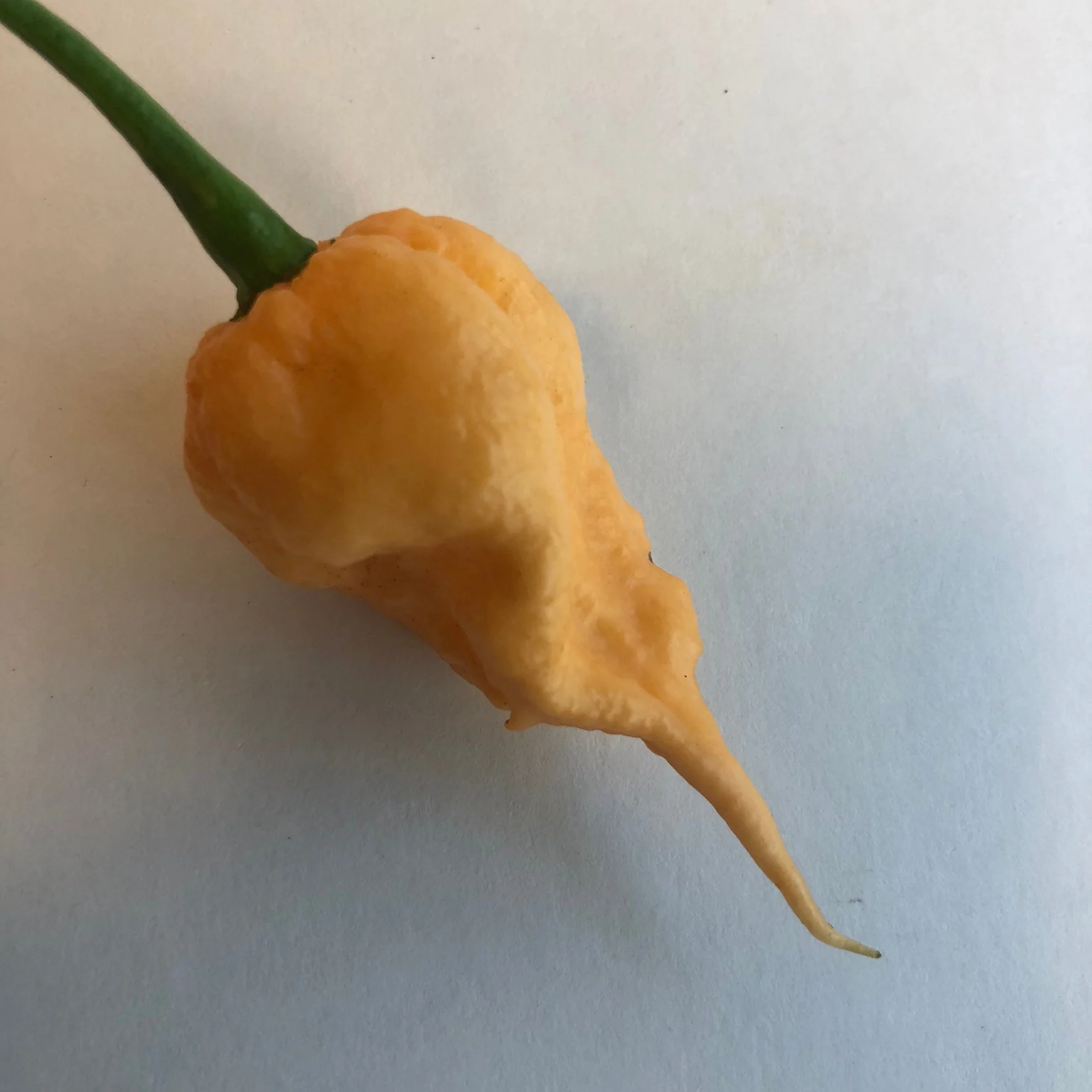 Peach Reaper (California Reaper) - Seeds - Image 4