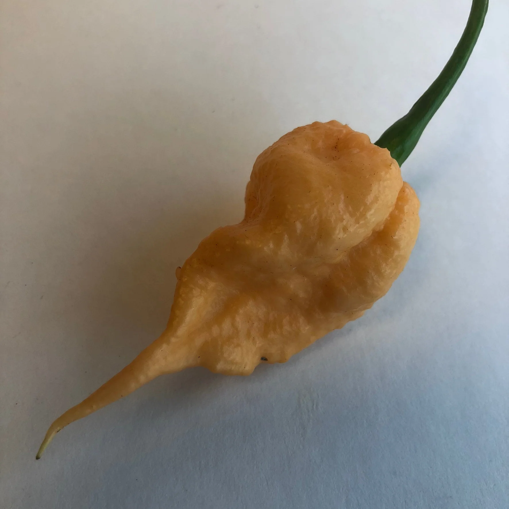 Peach Reaper (California Reaper) - Seeds - Image 5