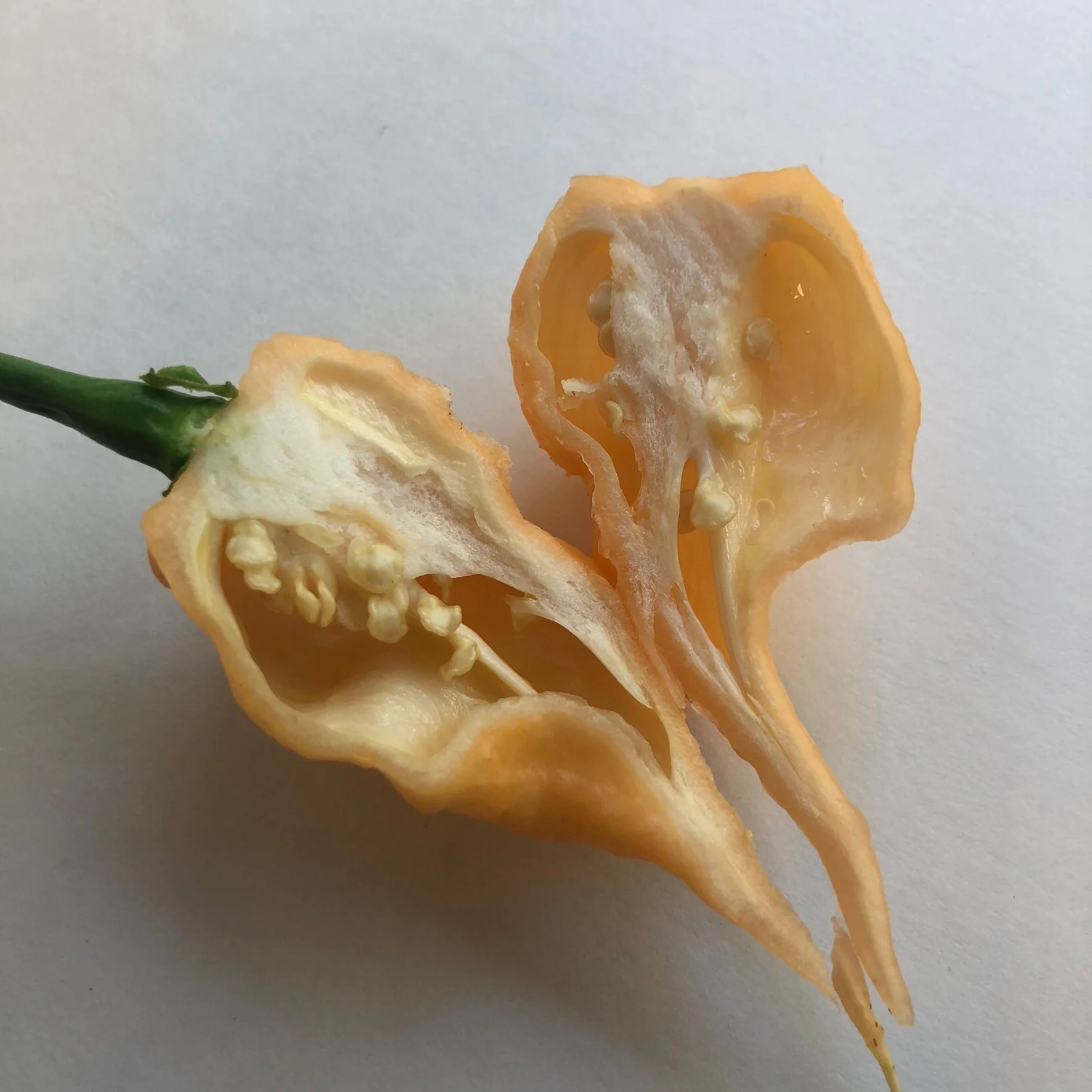 Peach Reaper (California Reaper) - Seeds - Image 6