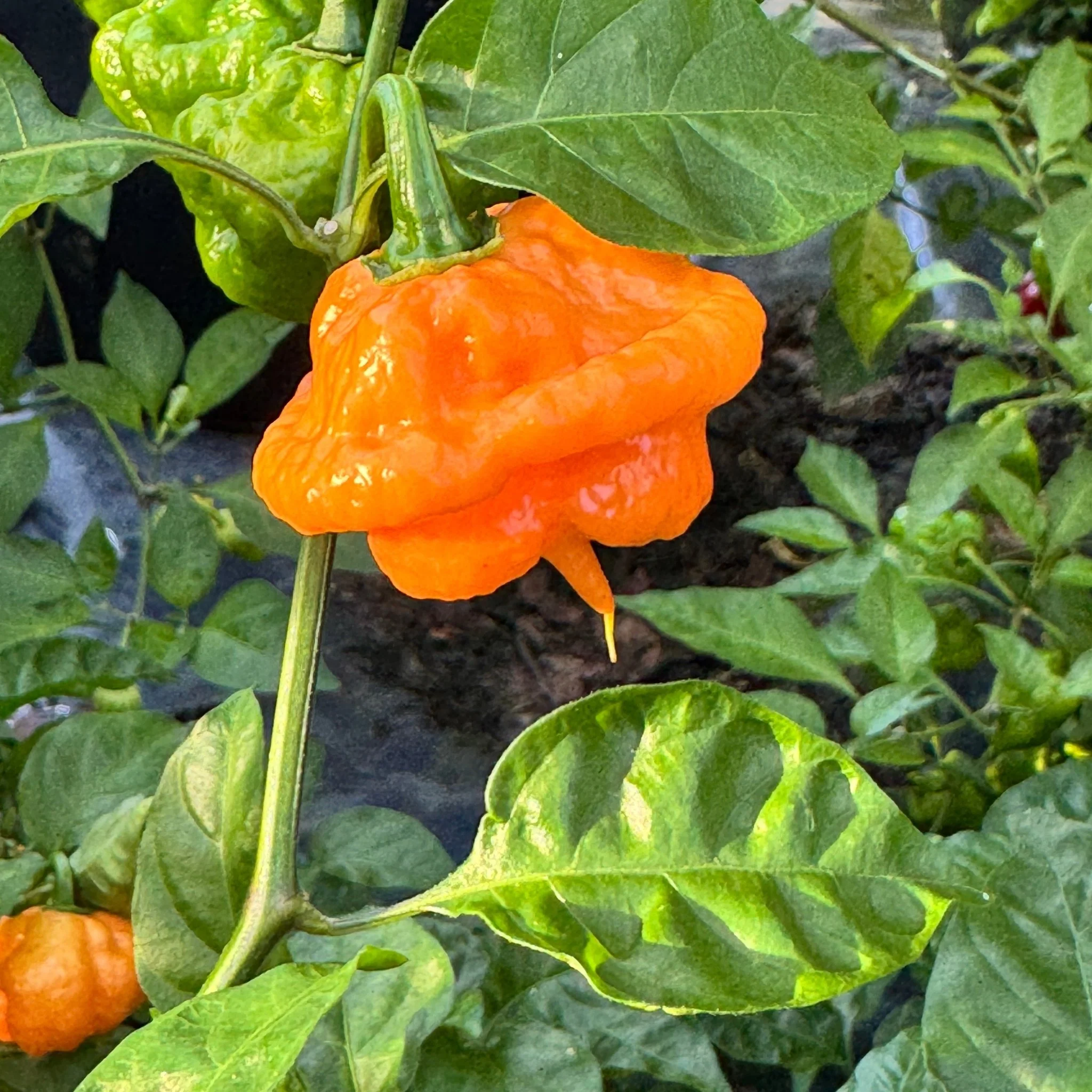Peach Starrkist - Seeds - Image 2