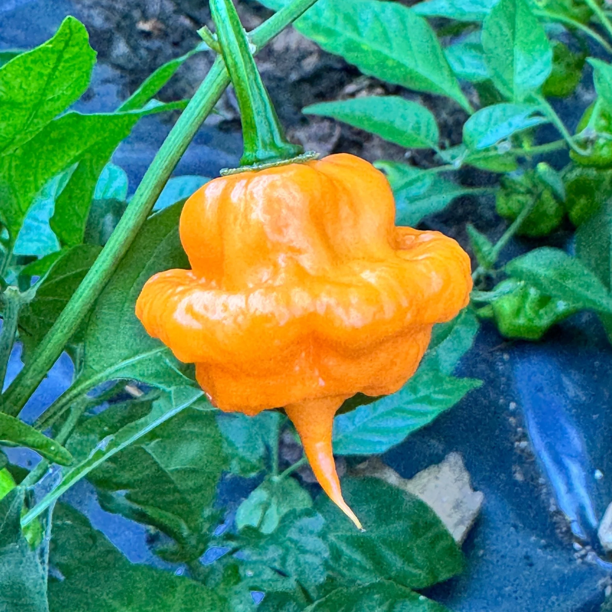 Peach Starrkist - Seeds - Image 3