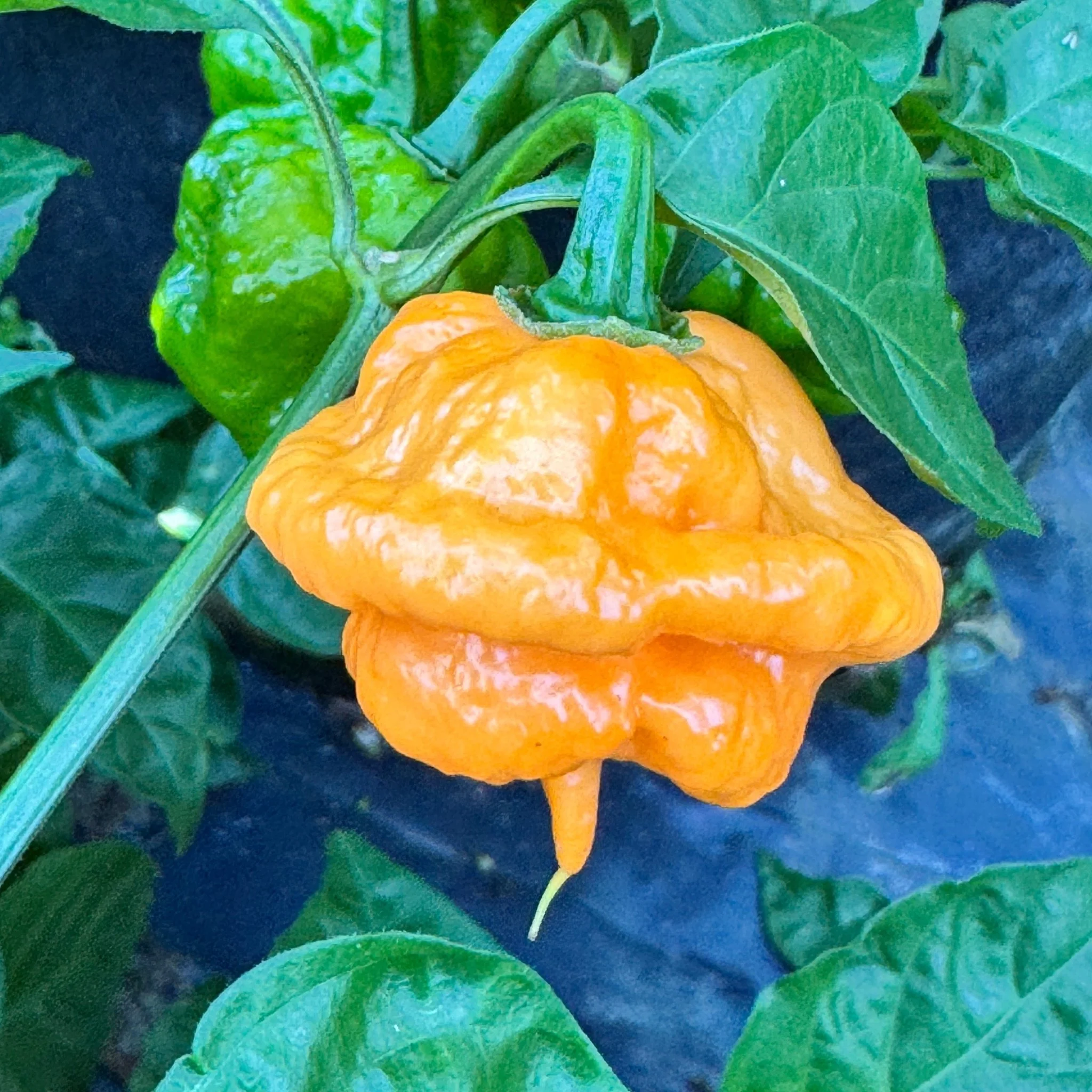 Peach Starrkist - Seeds - Image 4