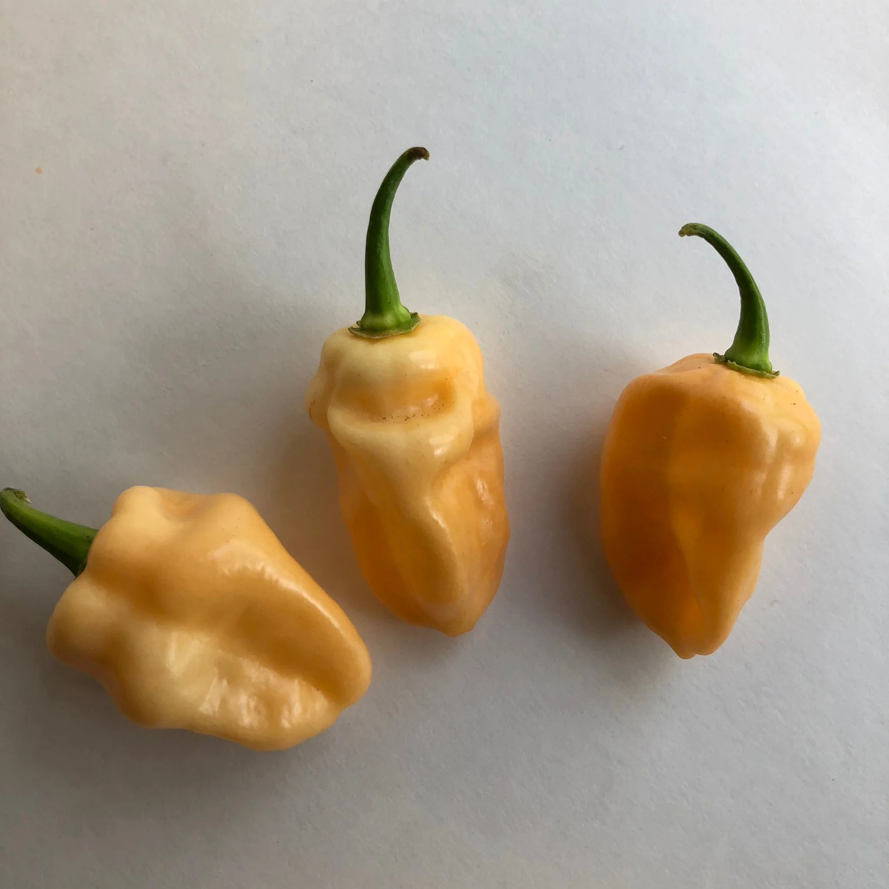Peaches N Cream Ghost - Seeds - Image 2