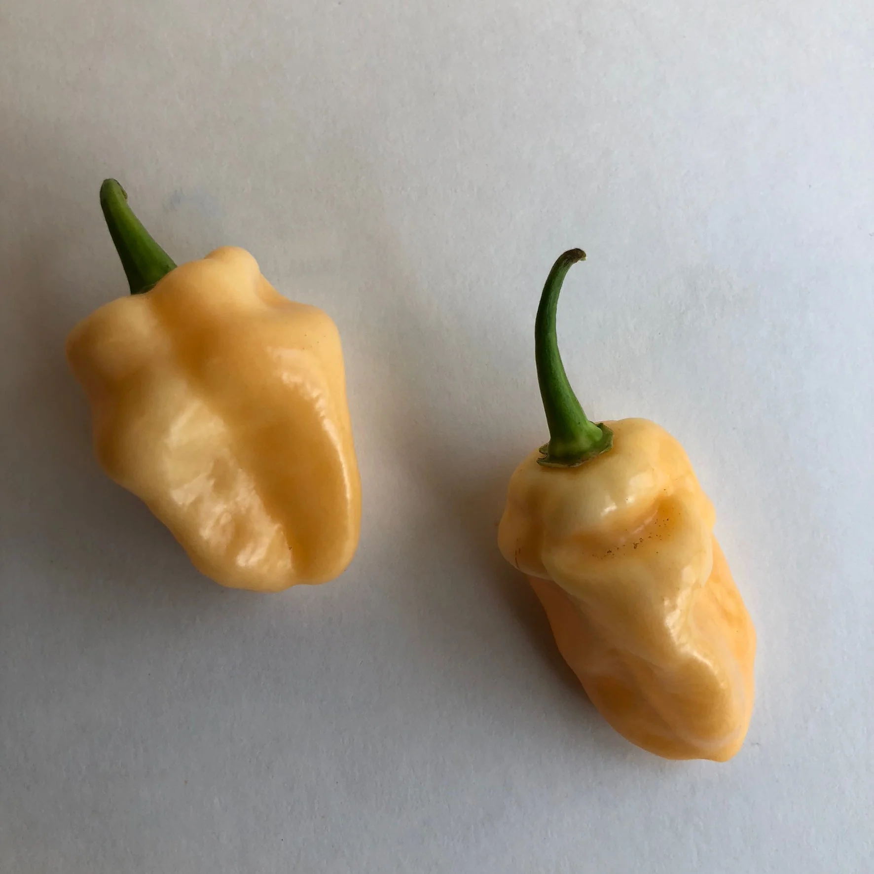 Peaches N Cream Ghost - Seeds - Image 3
