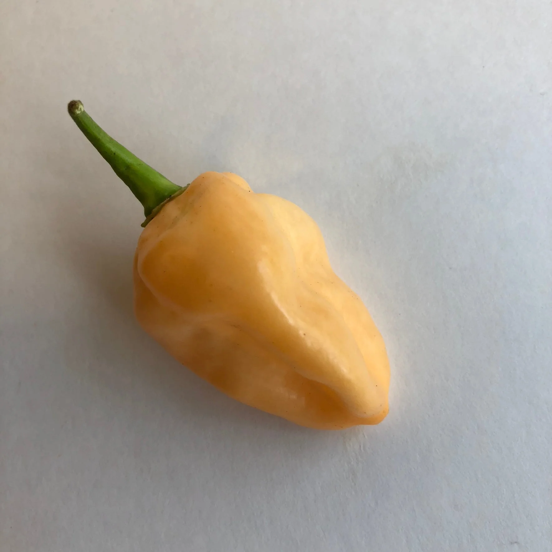 Peaches N Cream Ghost - Seeds - Image 4