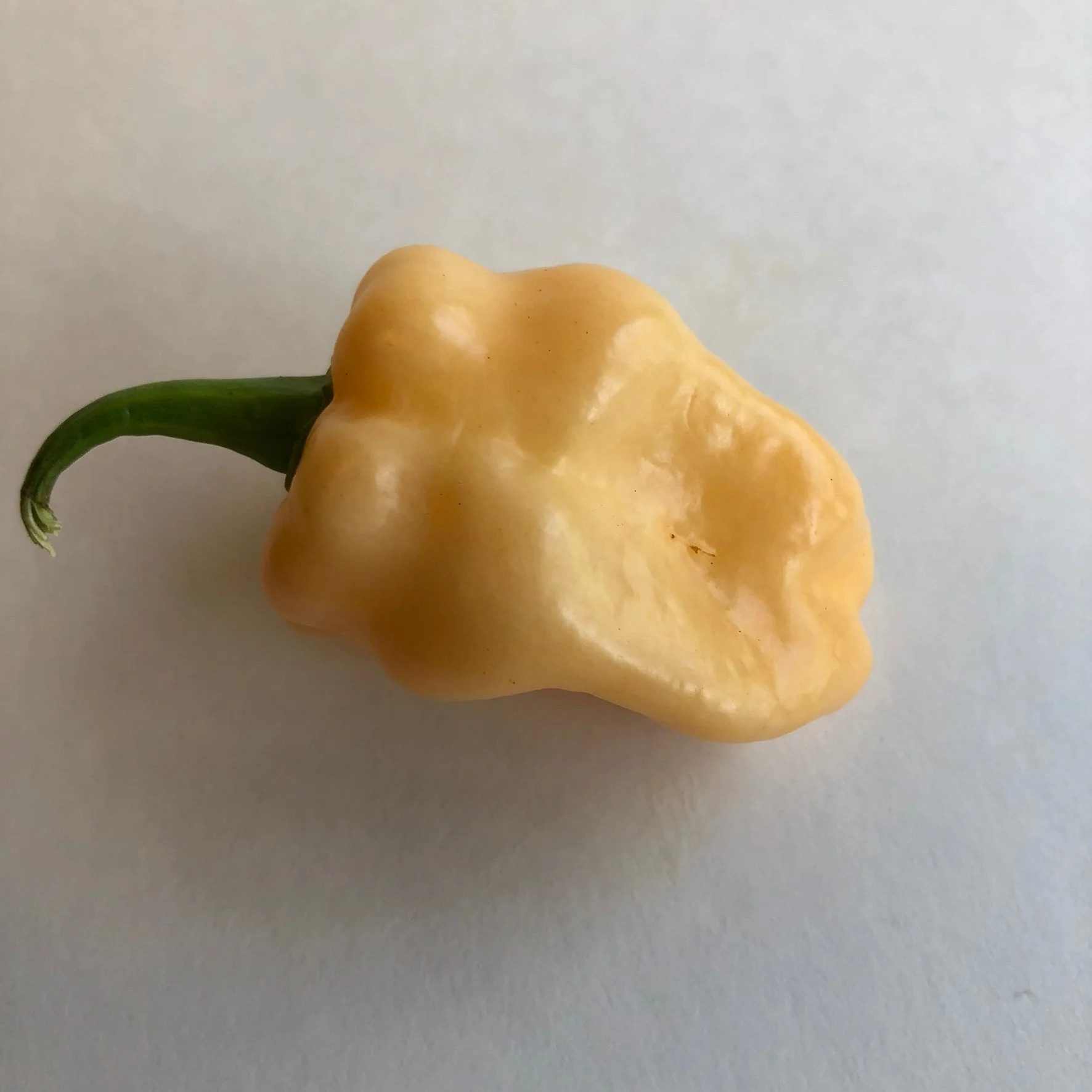 Peaches N Cream Ghost - Seeds - Image 5
