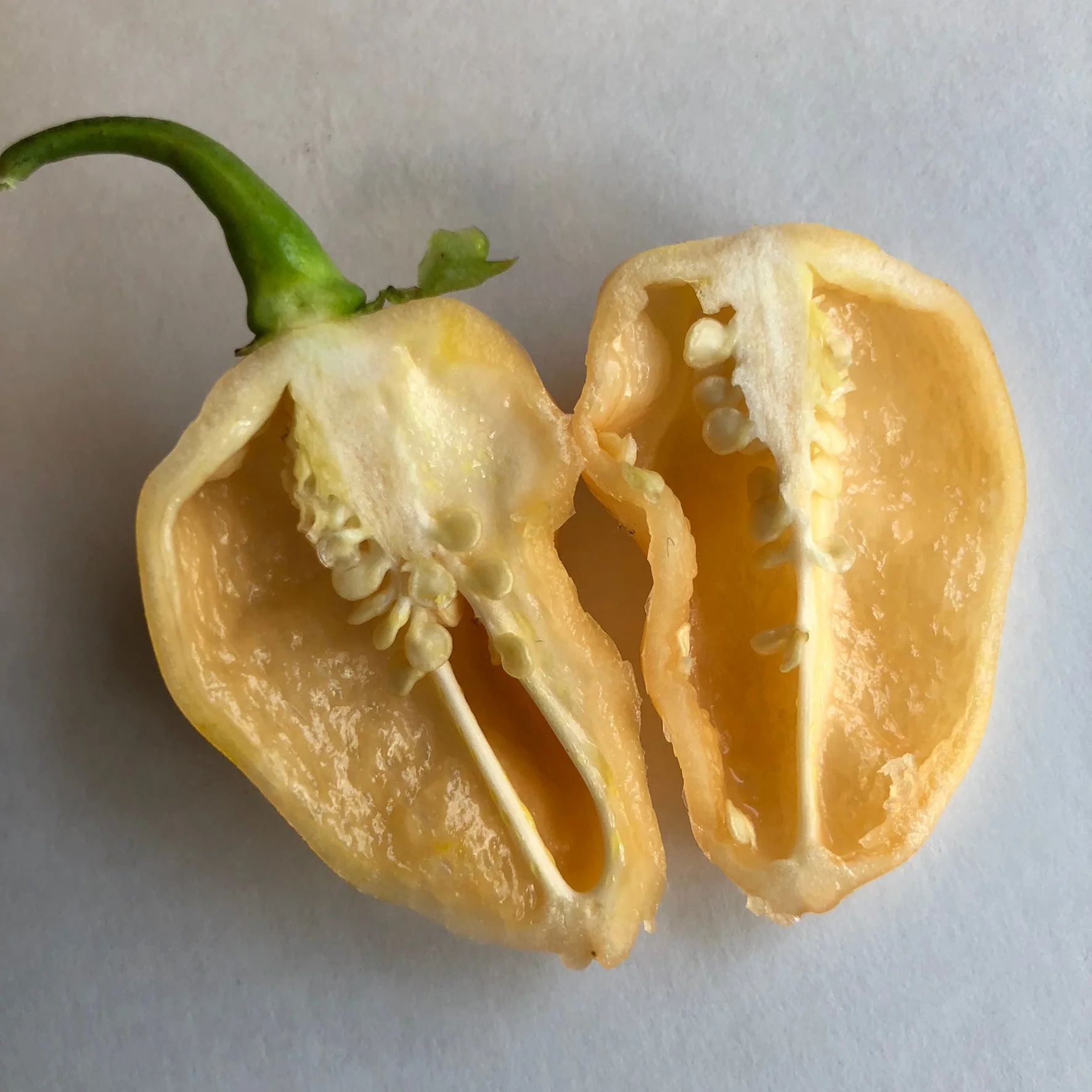 Peaches N Cream Ghost - Seeds - Image 6