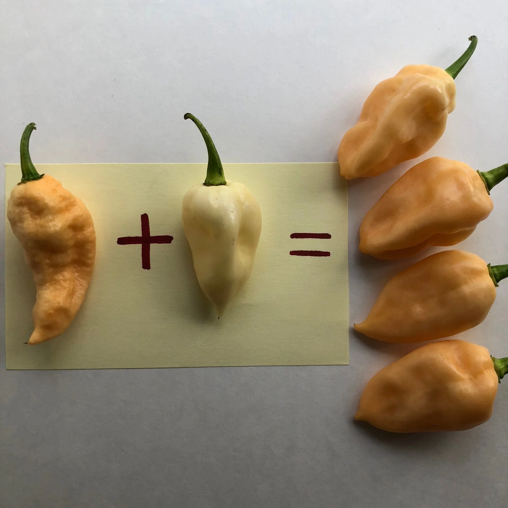 Peaches N Cream Ghost - Seeds - Image 7