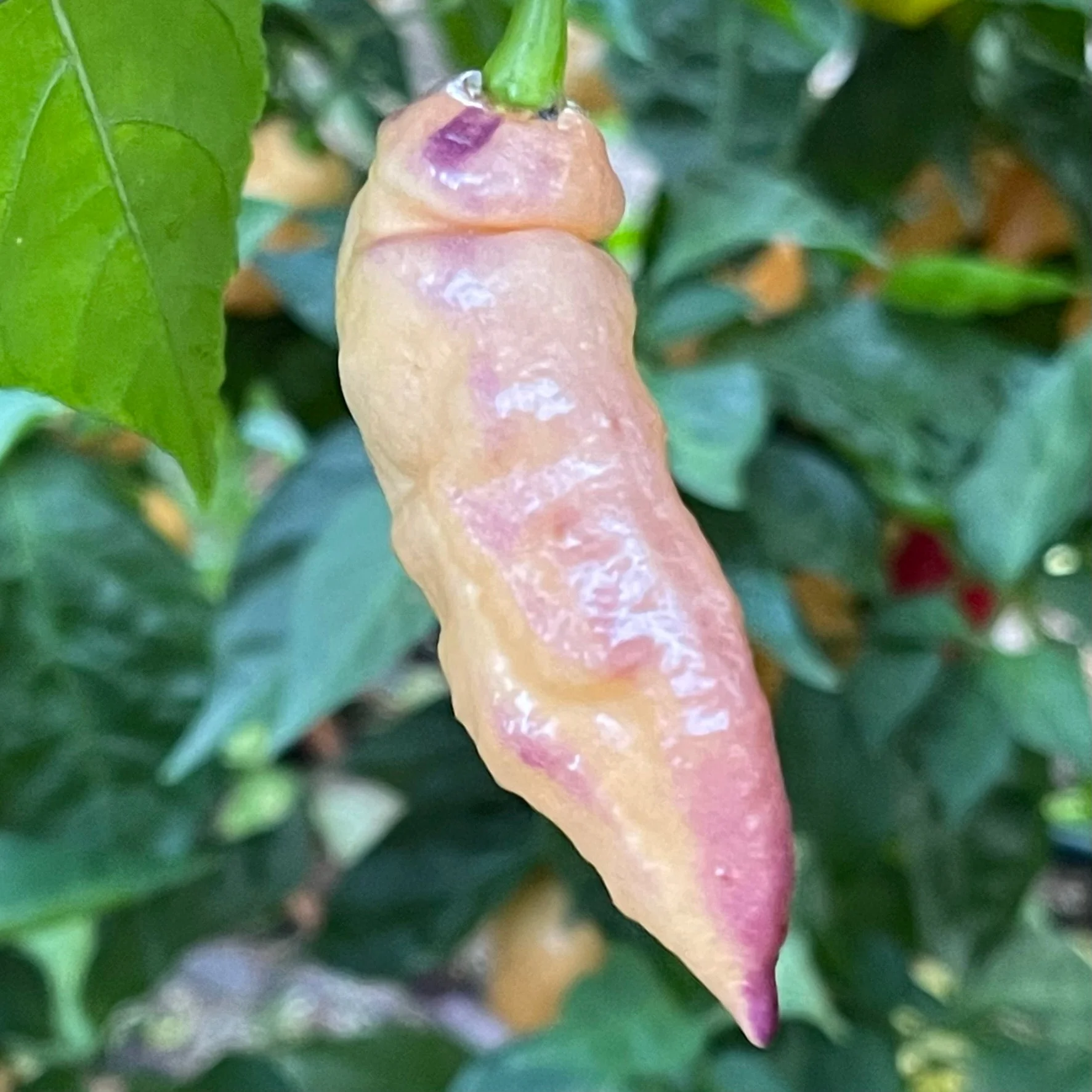 Peaches N Cream Pimenta - Seeds - Image 2