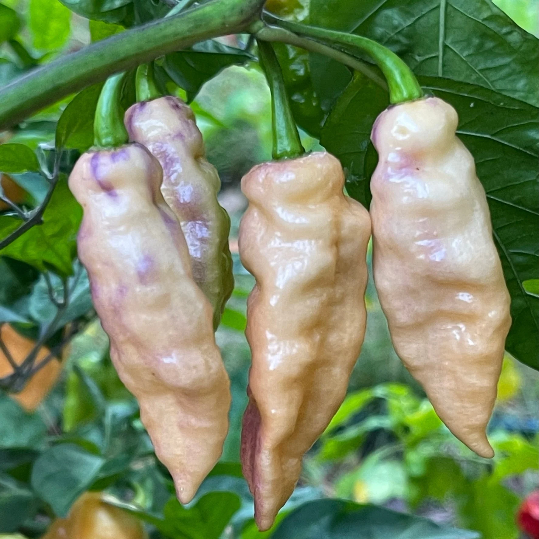 Peaches N Cream Pimenta - Seeds - Image 3