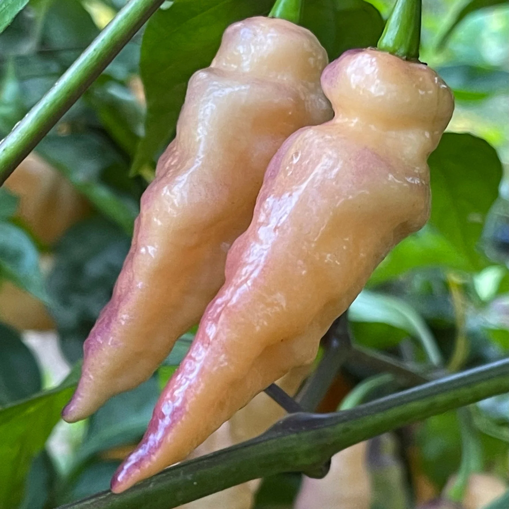 Peaches N Cream Pimenta - Seeds - Image 4