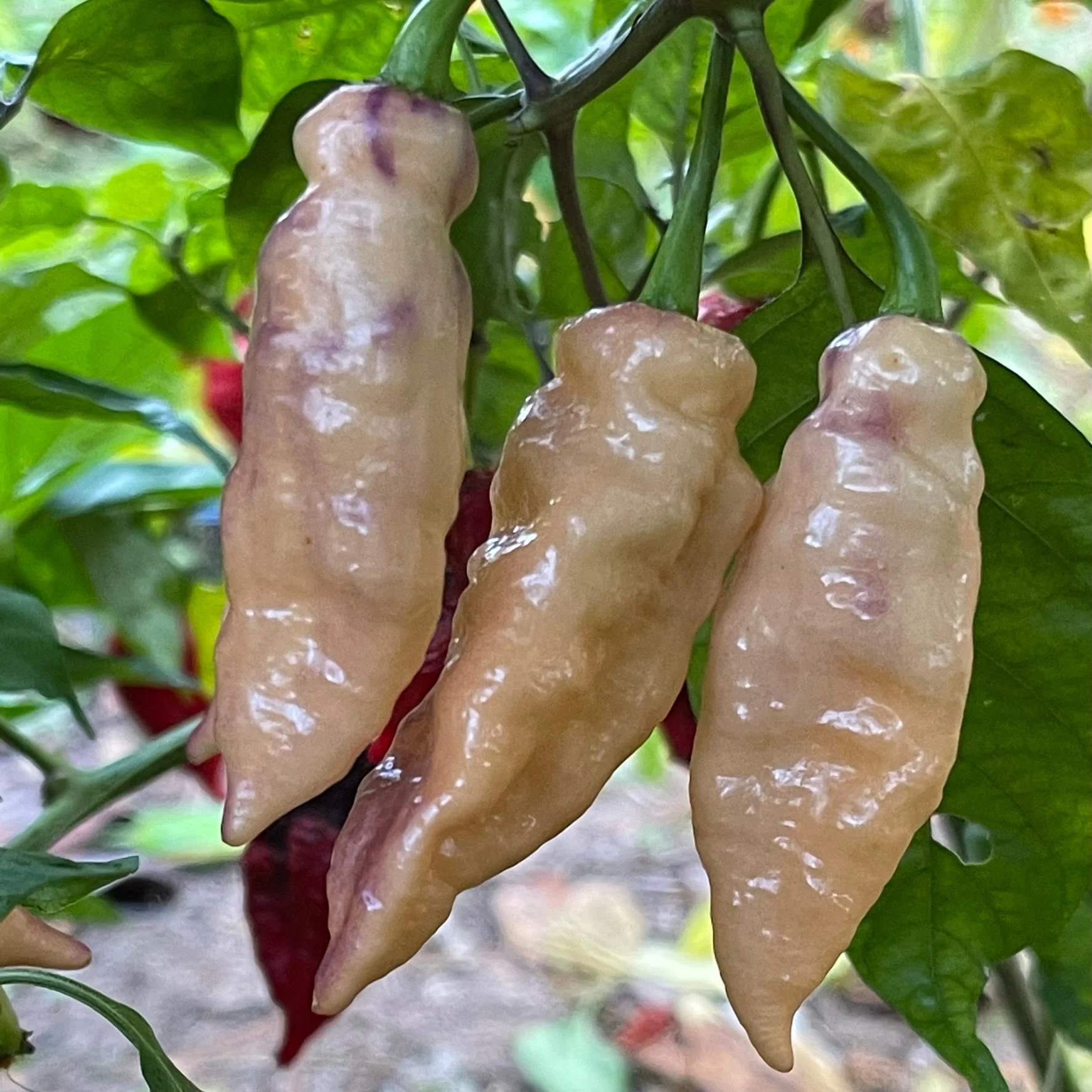 Peaches N Cream Pimenta - Seeds - Image 5