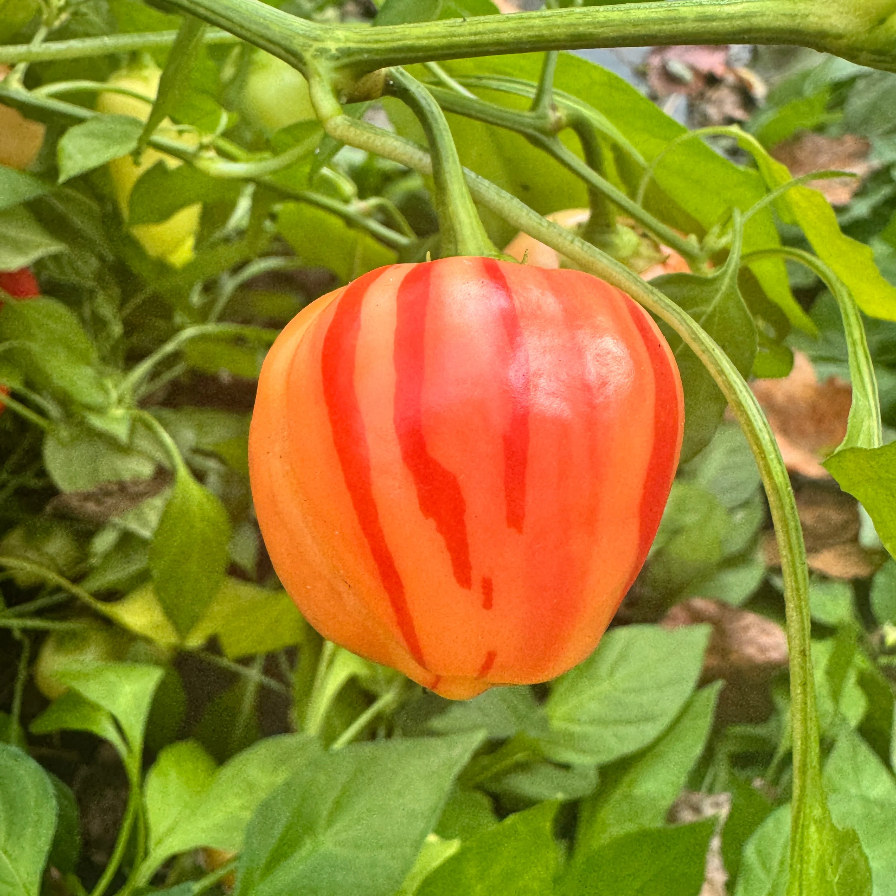 Peppapeach Stripey - Seeds - Image 10