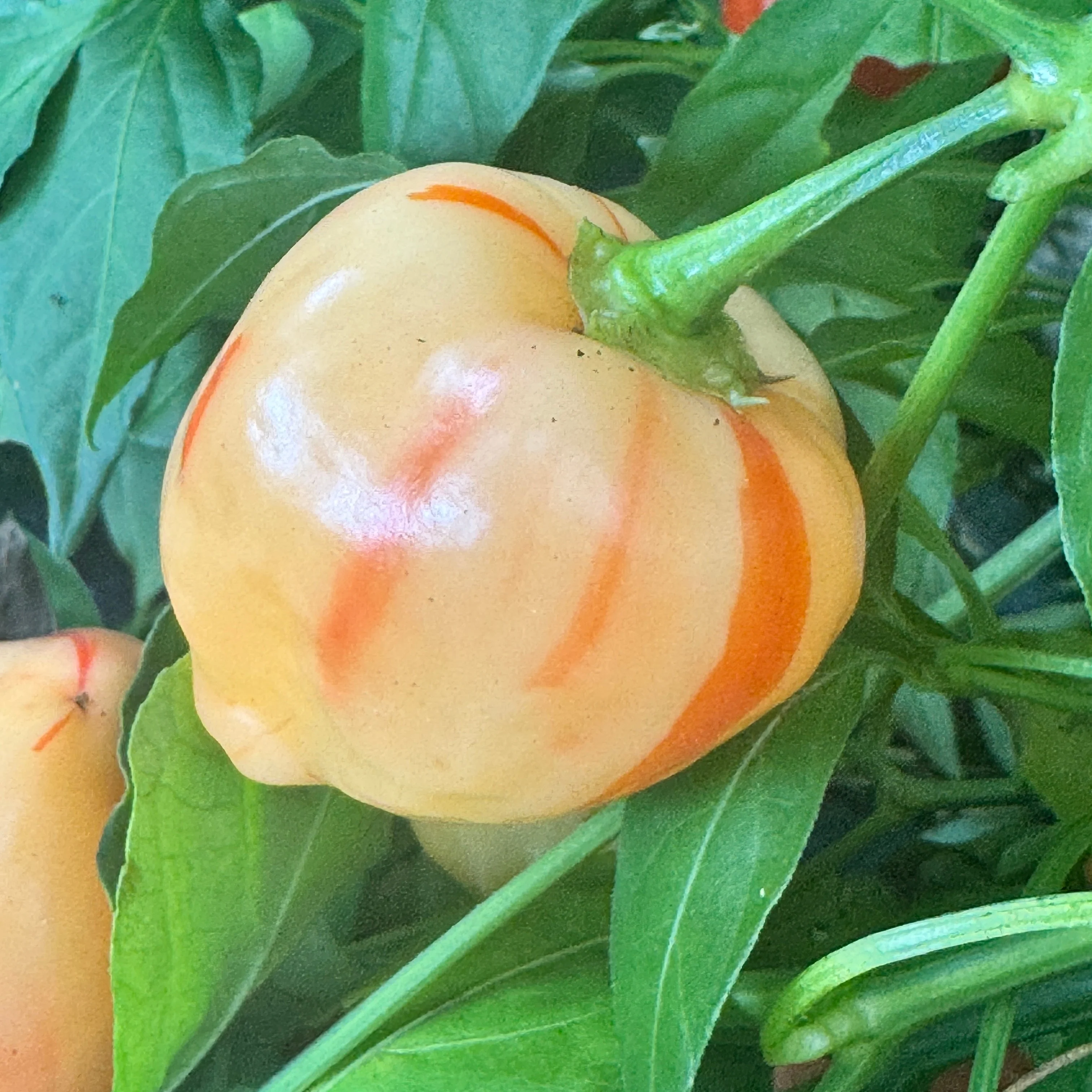 Peppapeach Stripey - Seeds - Image 11