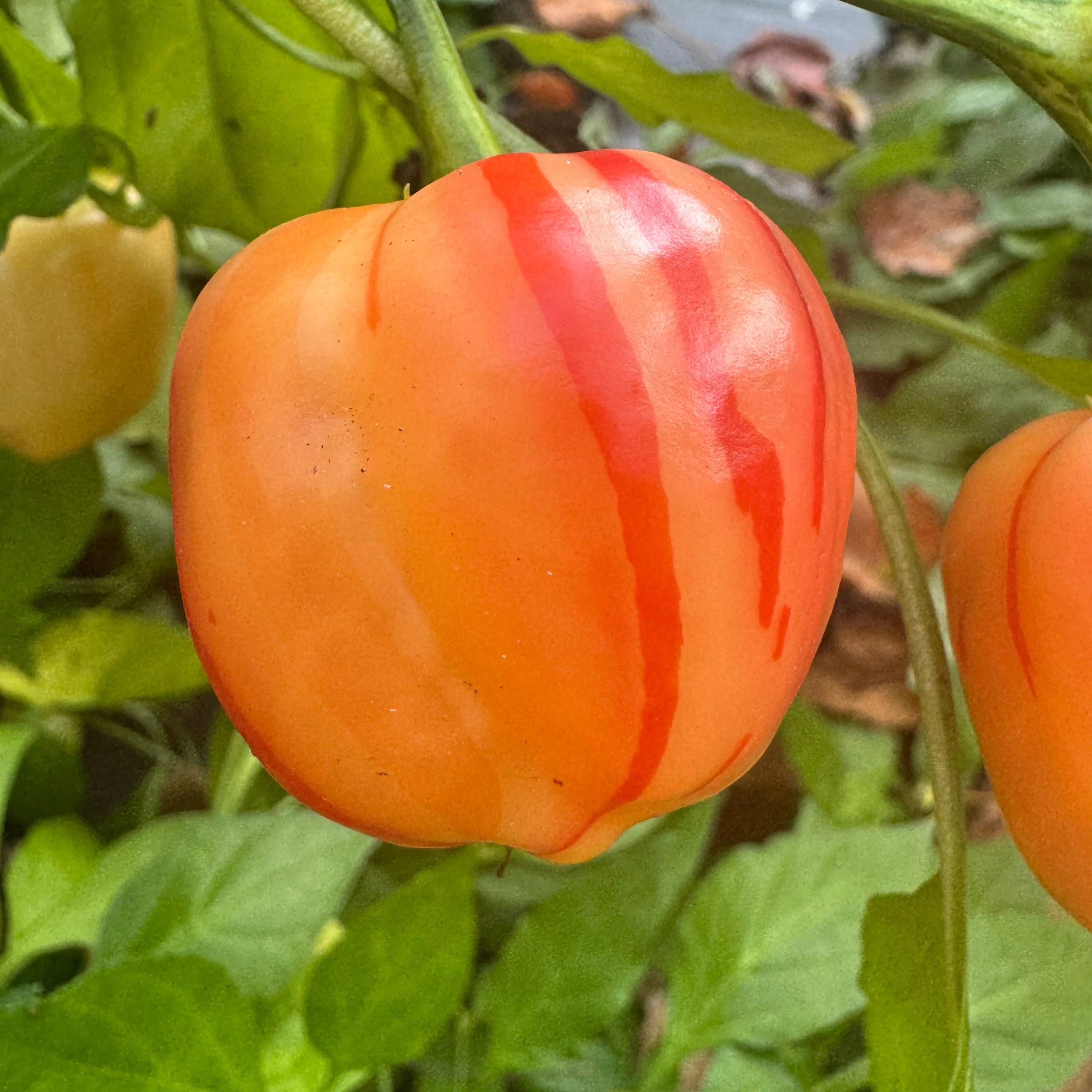 Peppapeach Stripey - Seeds - Image 2