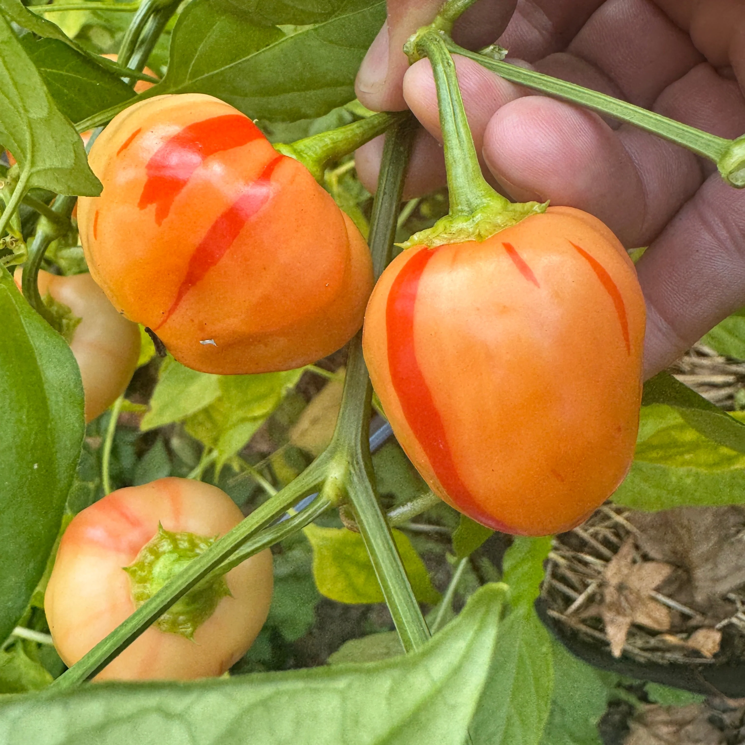 Peppapeach Stripey - Seeds - Image 3