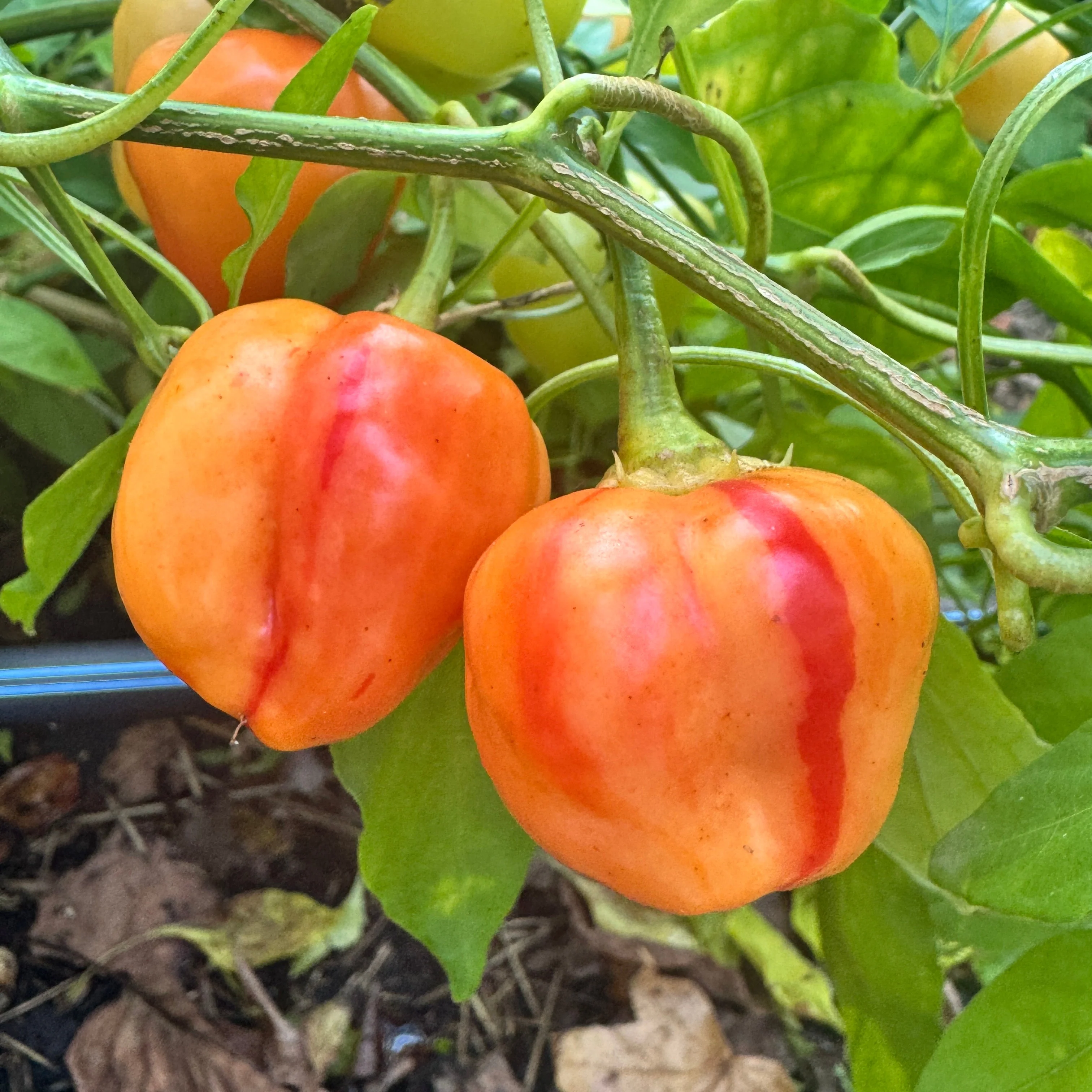 Peppapeach Stripey - Seeds - Image 4
