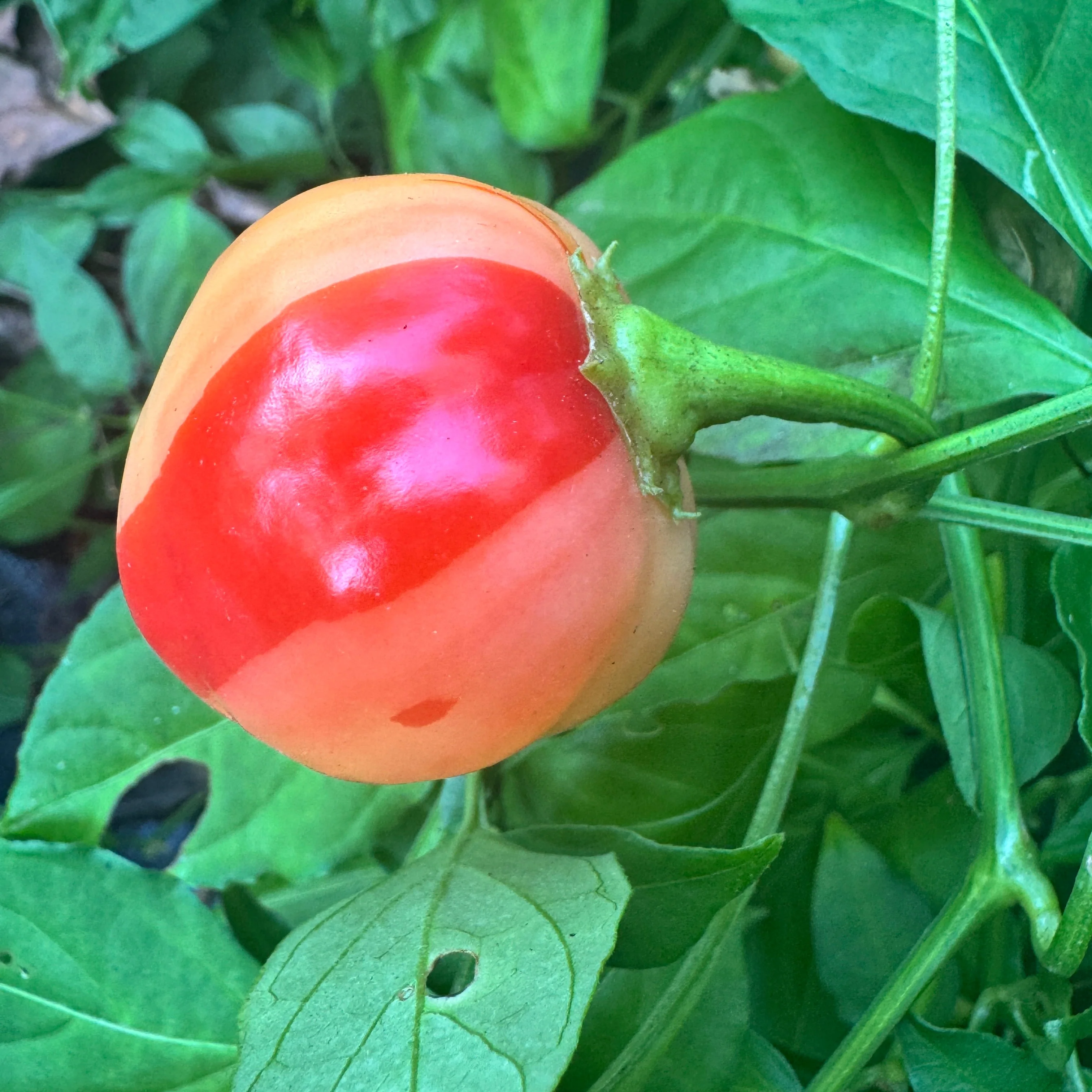 Peppapeach Stripey - Seeds - Image 5