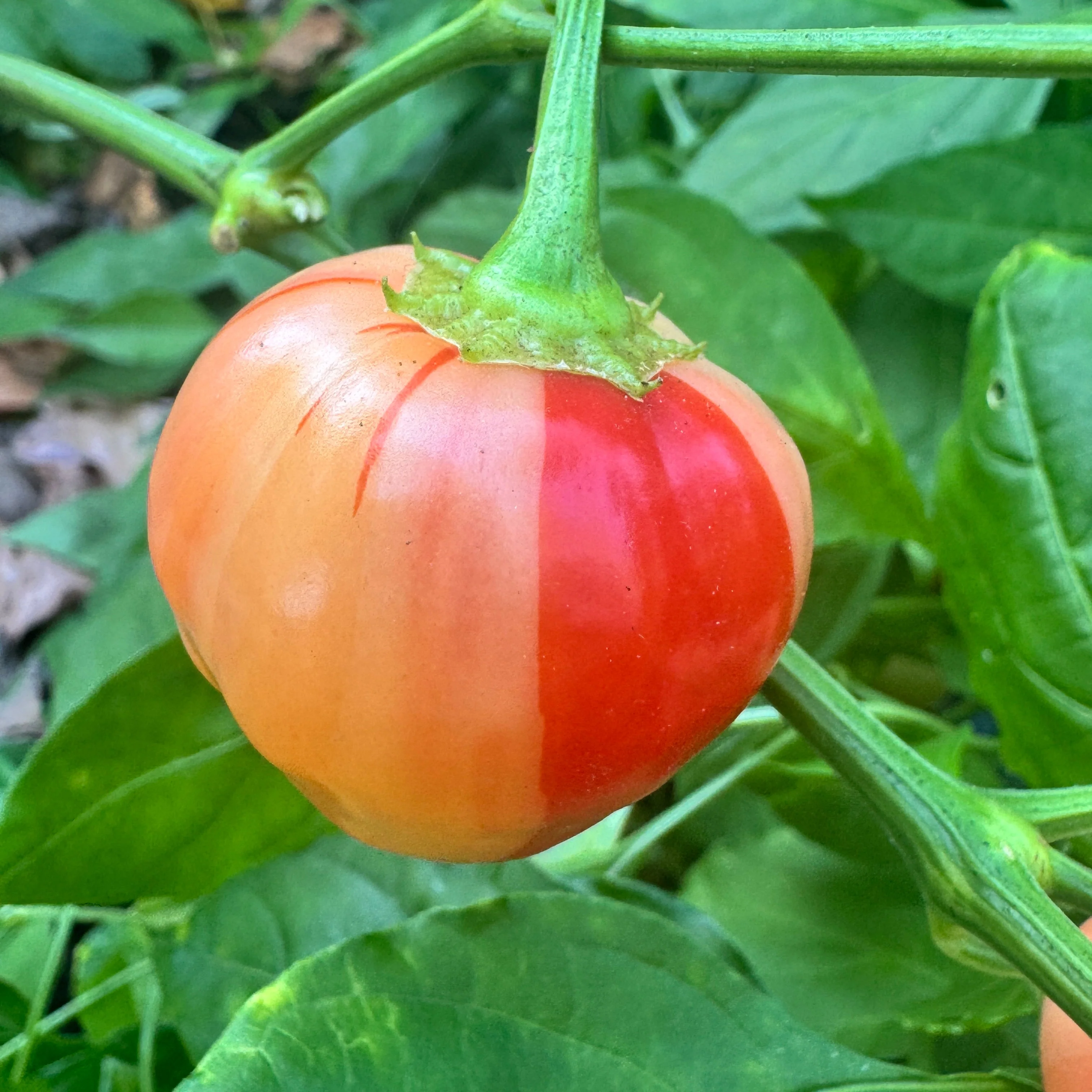 Peppapeach Stripey - Seeds - Image 6