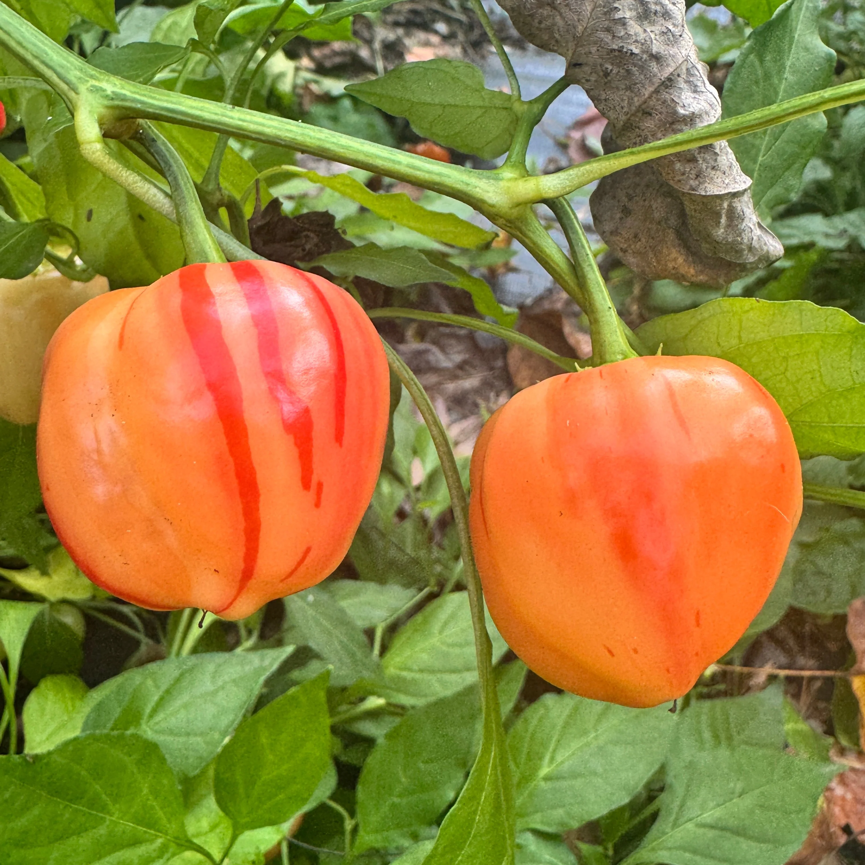 Peppapeach Stripey - Seeds - Image 7