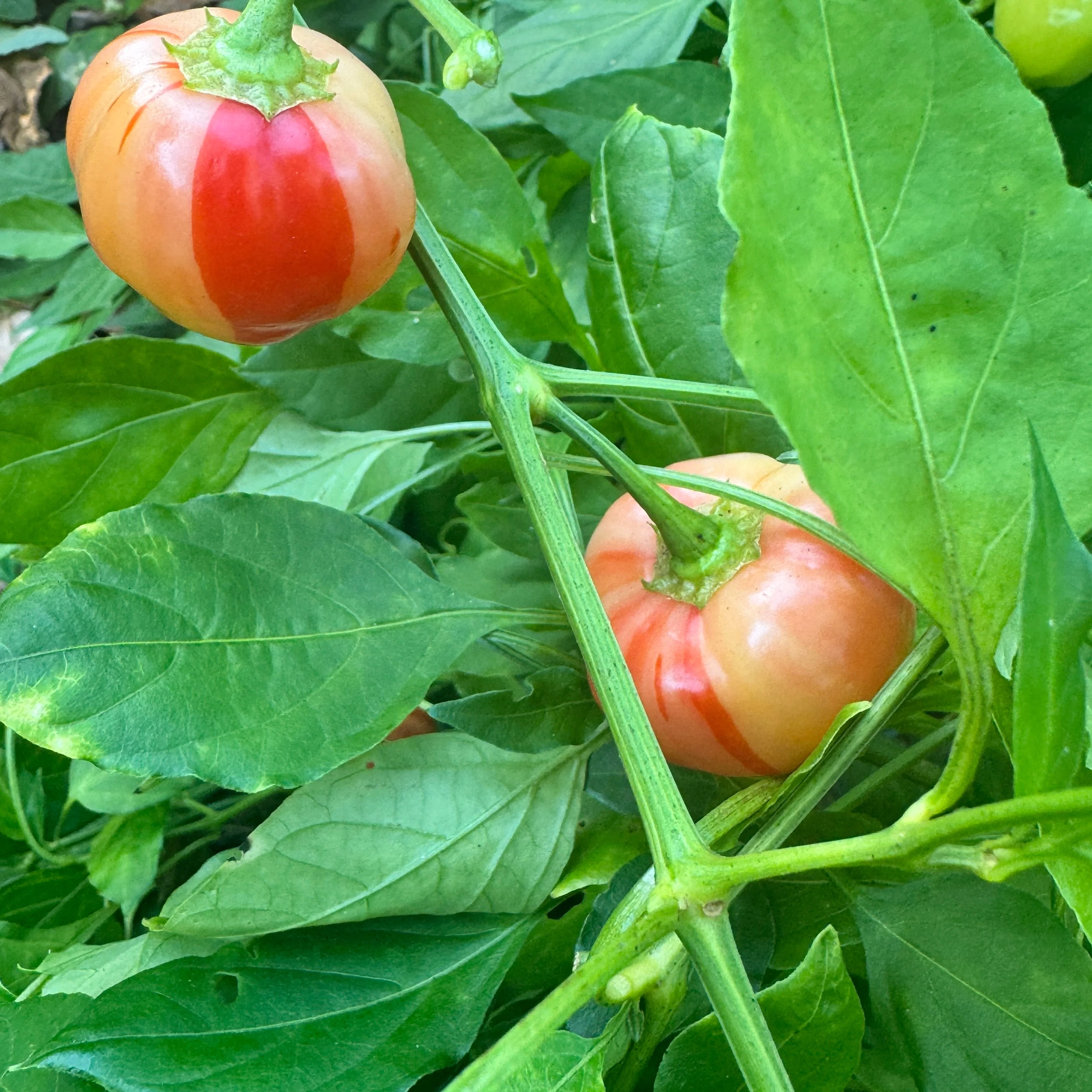 Peppapeach Stripey - Seeds - Image 8