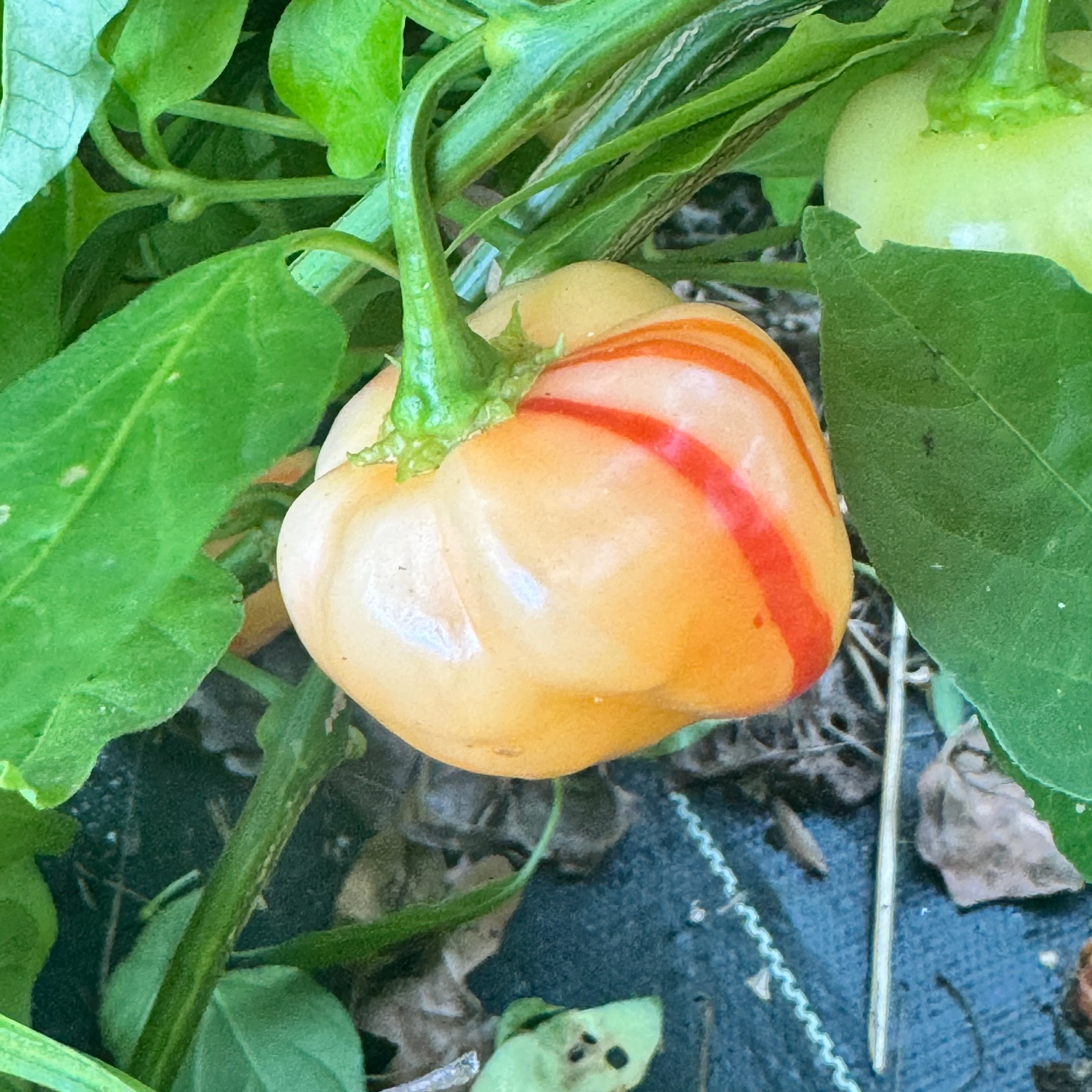 Peppapeach Stripey - Seeds - Image 9