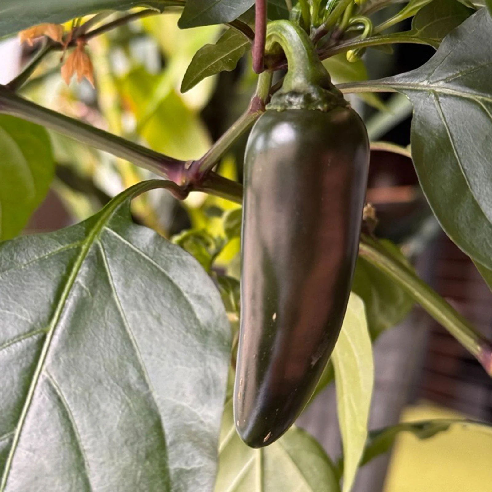 Pepper Joe's Giant Jalapeno Pepper Seeds - Image 2