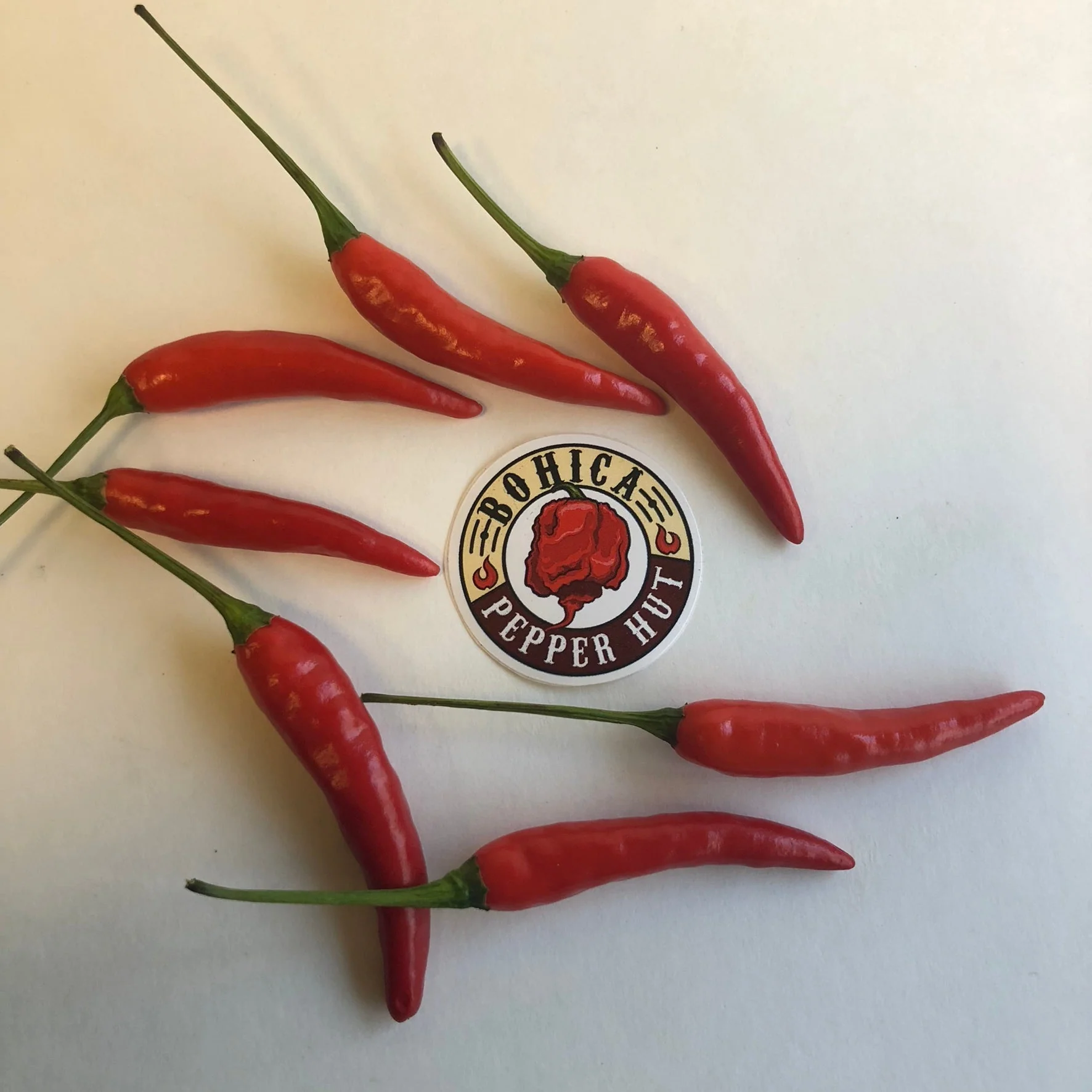 Pequin - Seeds - Image 2
