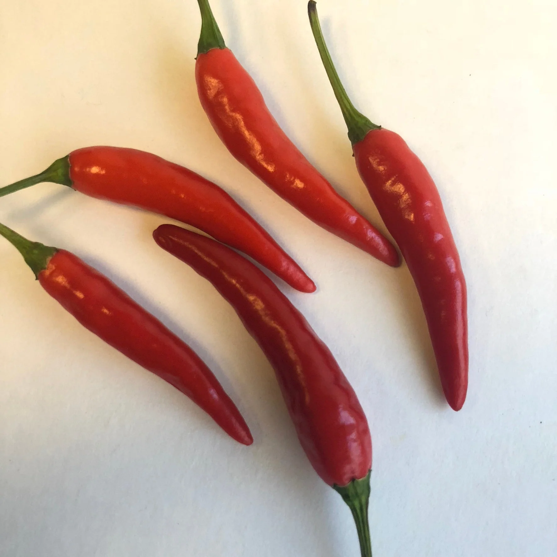 Pequin - Seeds - Image 4