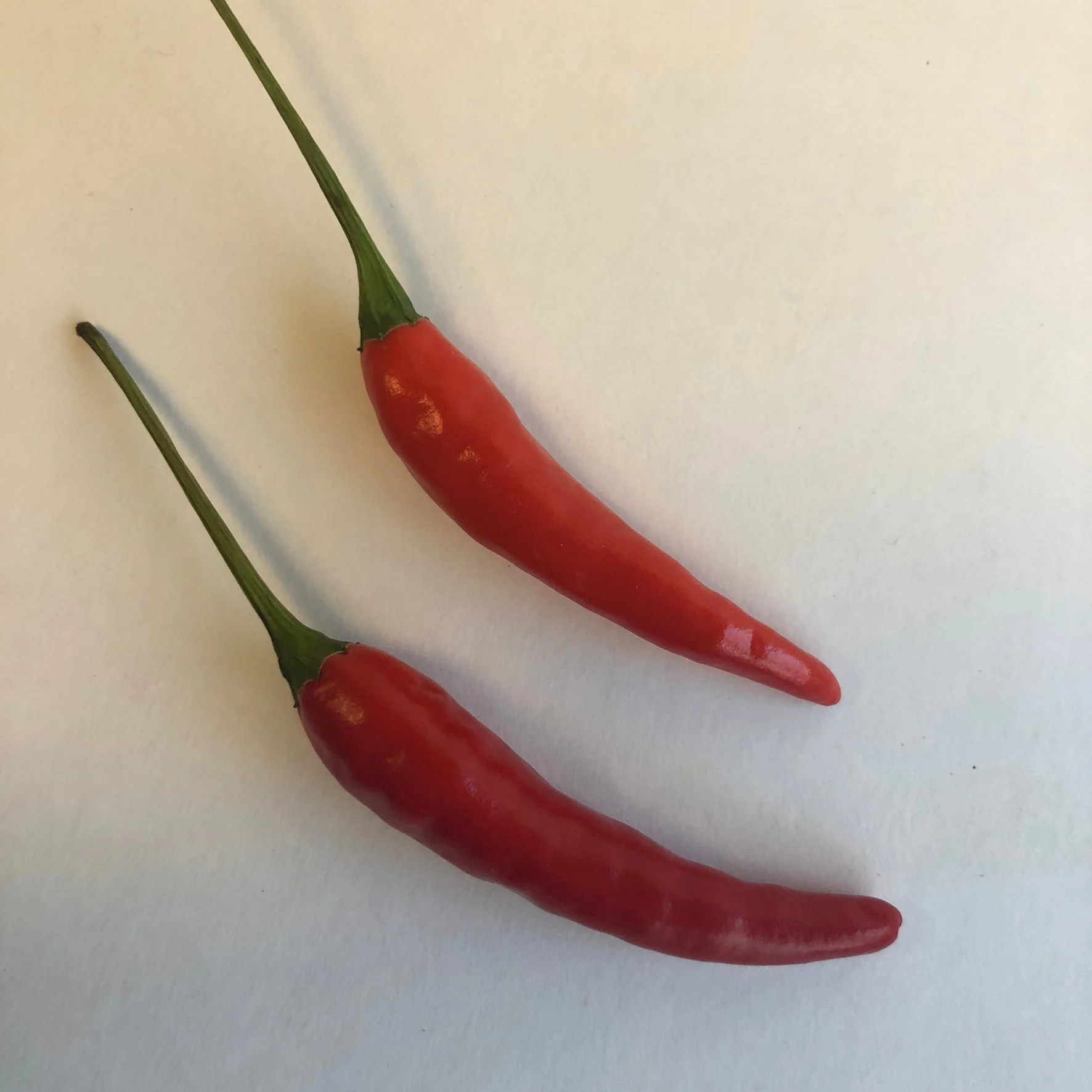 Pequin - Seeds - Image 5
