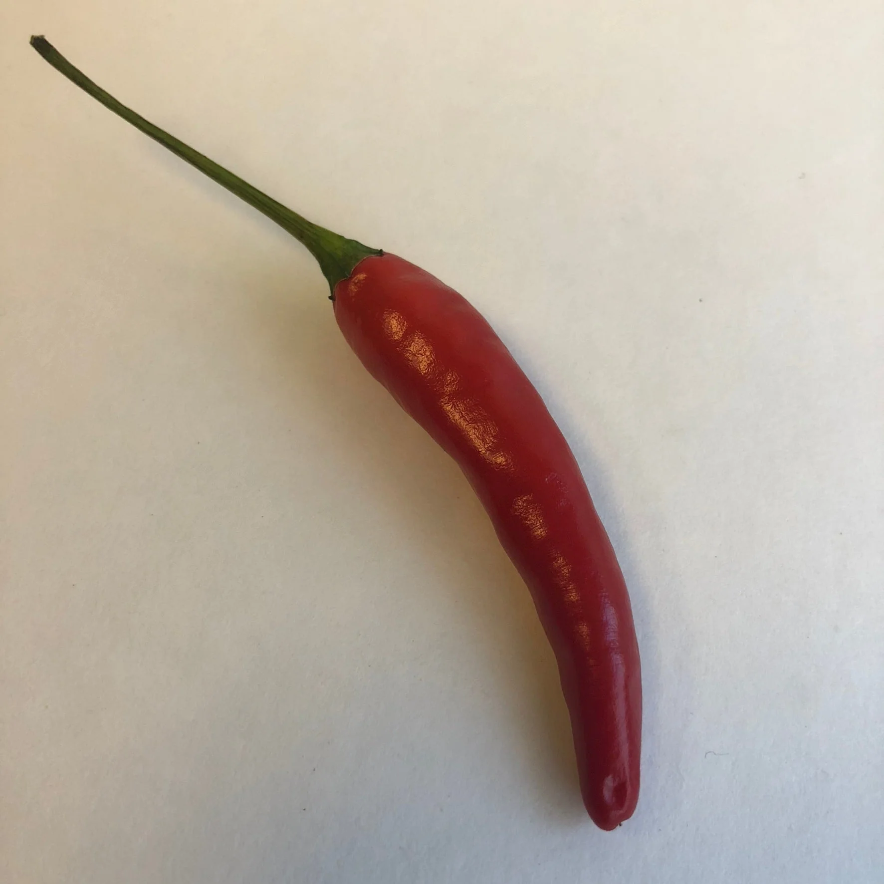 Pequin - Seeds - Image 6