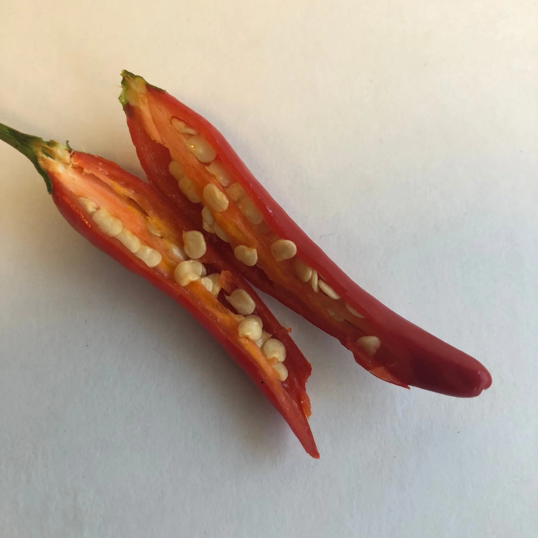 Pequin - Seeds - Image 7