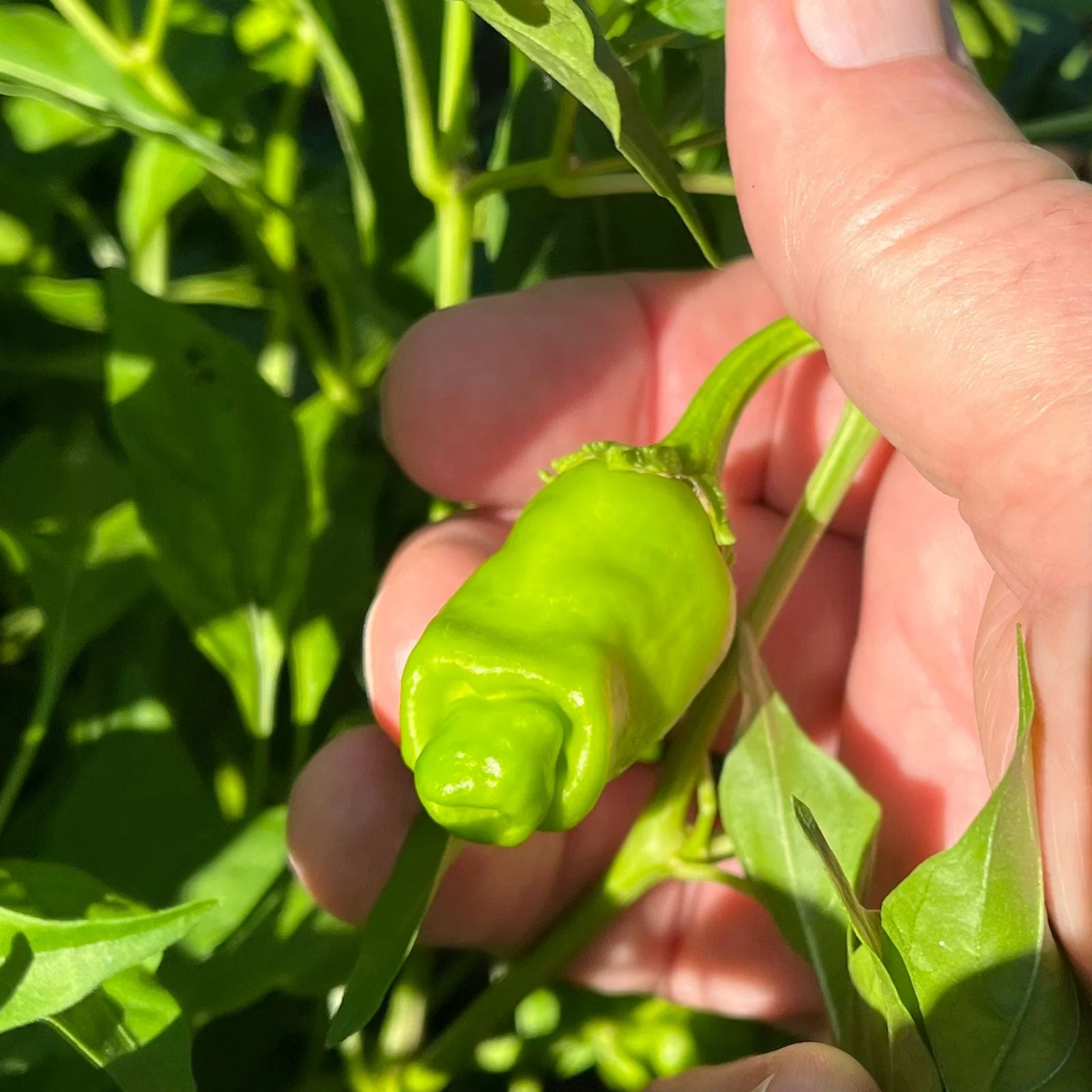 Peter Pepper Seeds - Image 2