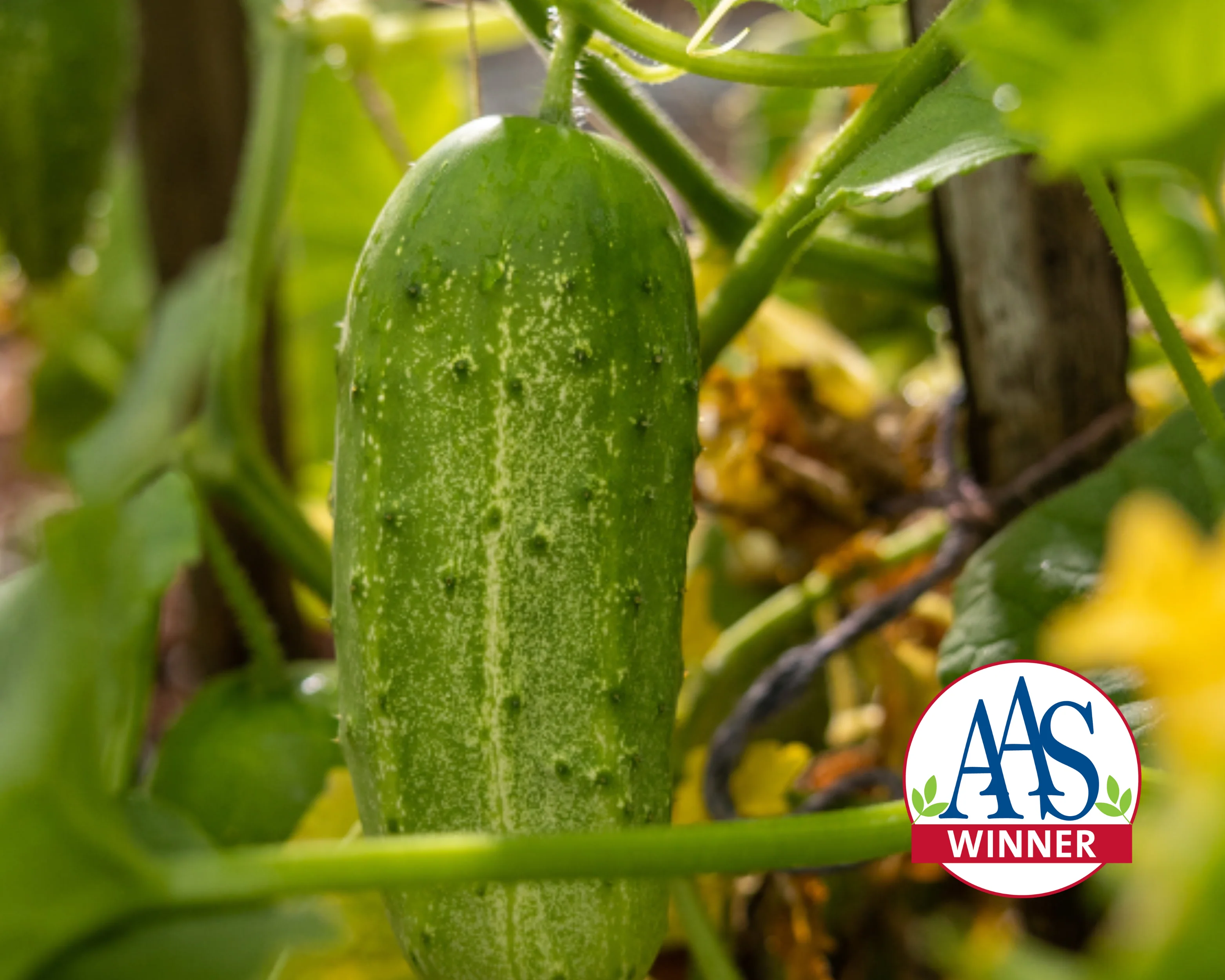 Pick-A-Bushel Hybrid Cucumber Seeds - Image 2