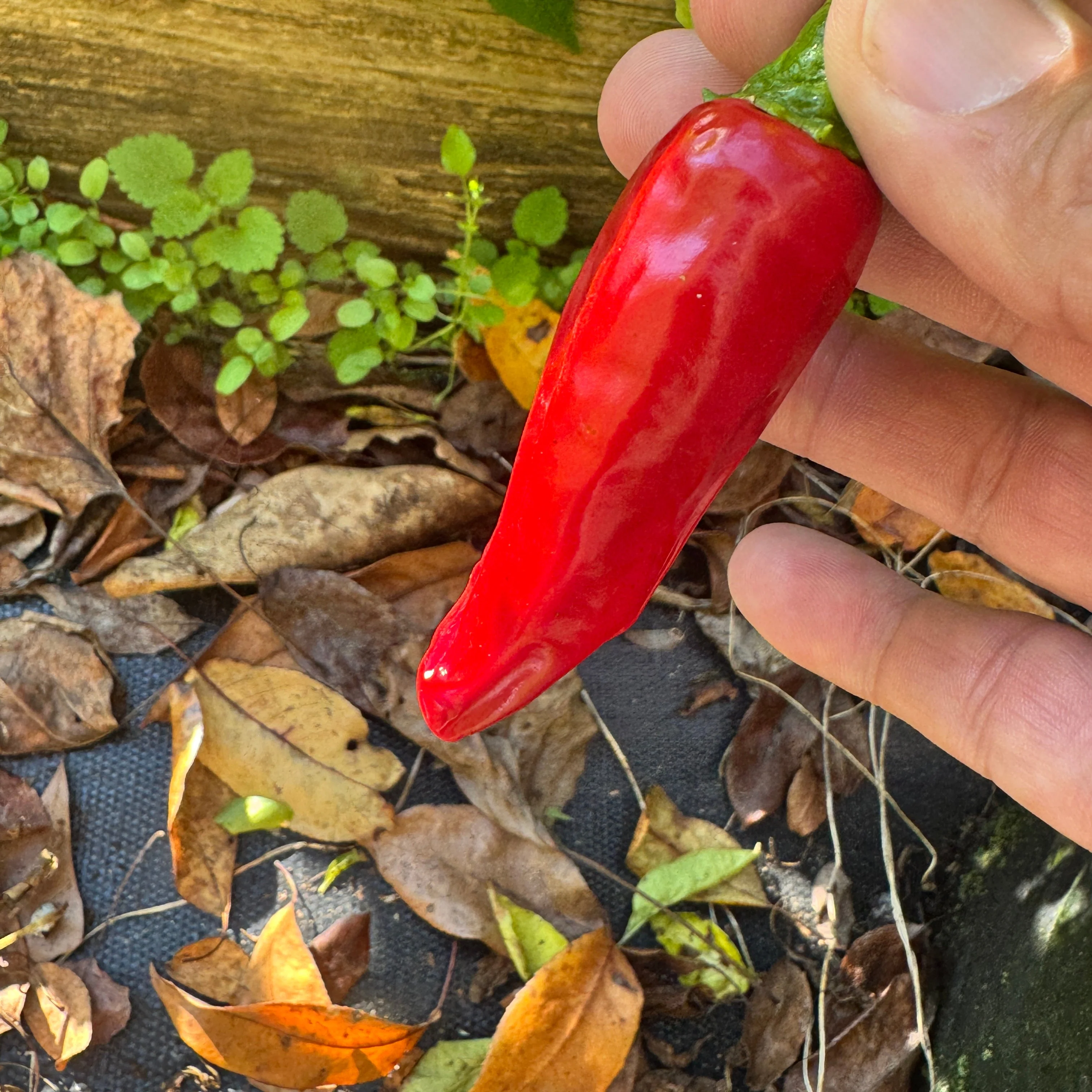 Piment d'Espelette - Seeds - Image 2