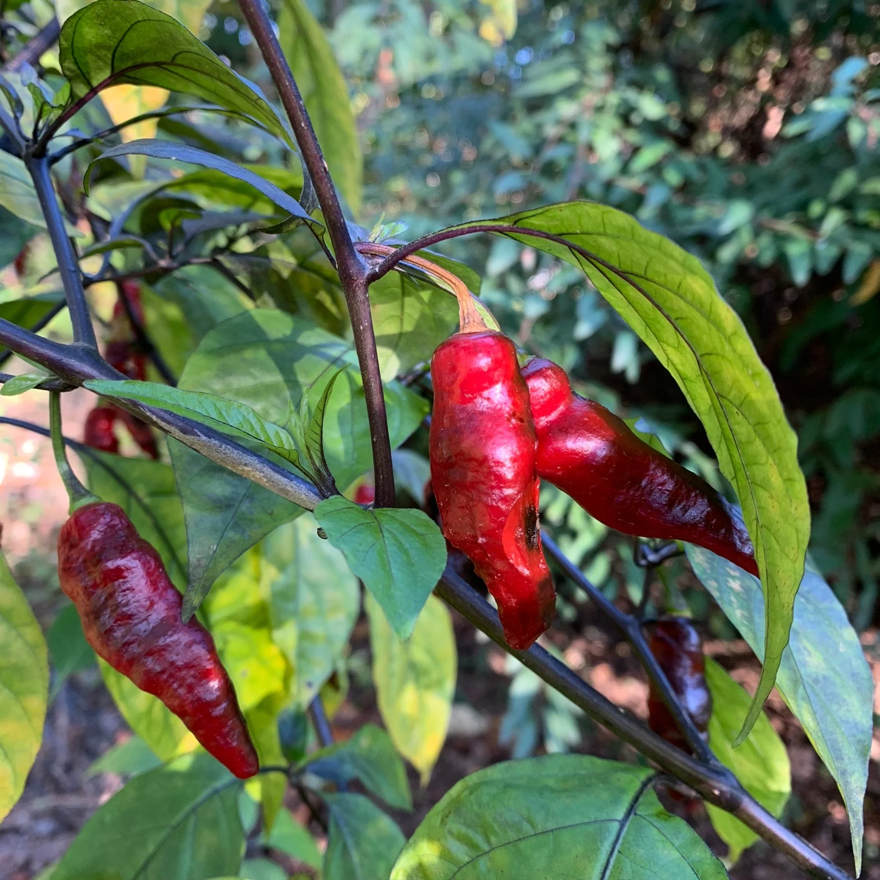 Piment Leopard - Seeds - Image 2
