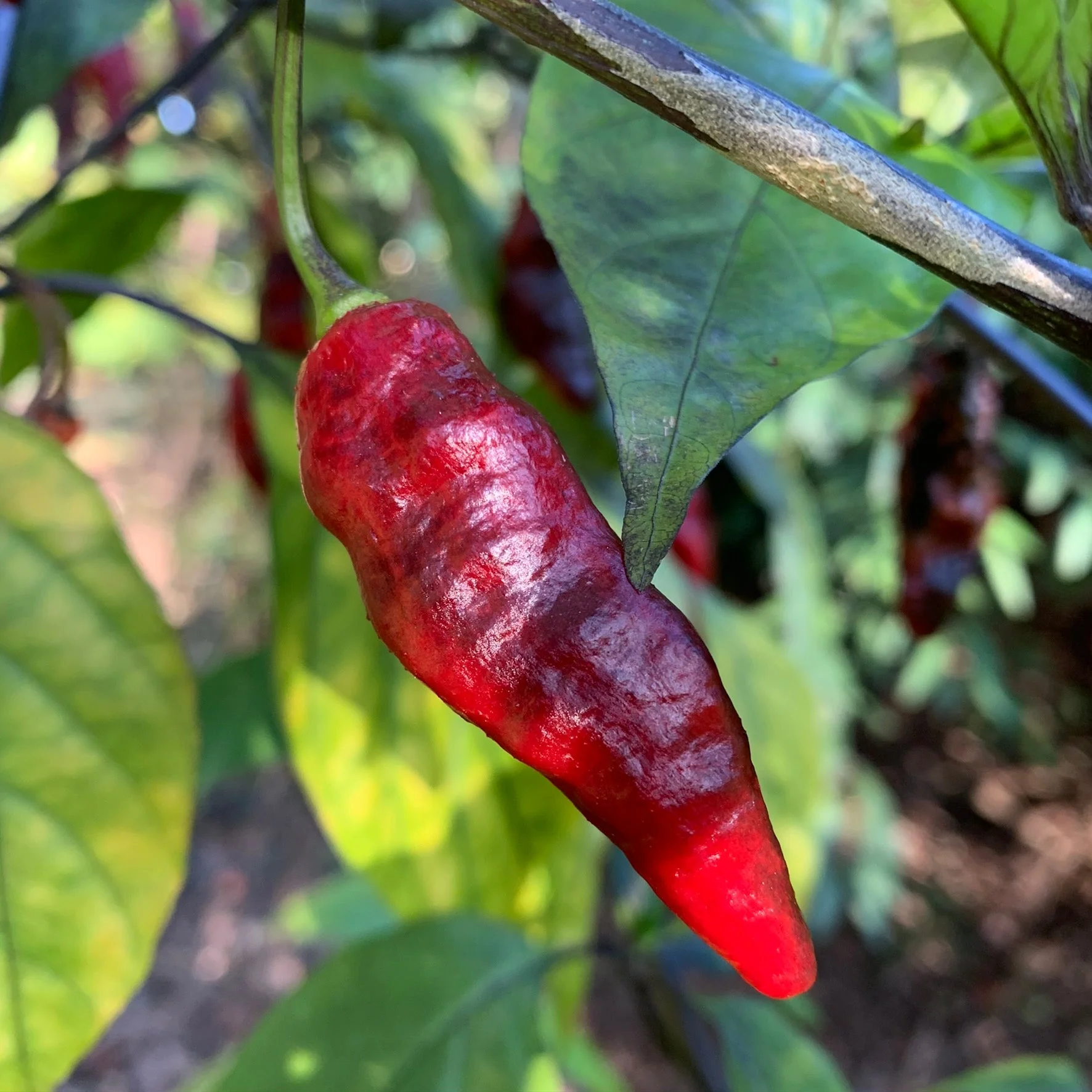Piment Leopard - Seeds - Image 3