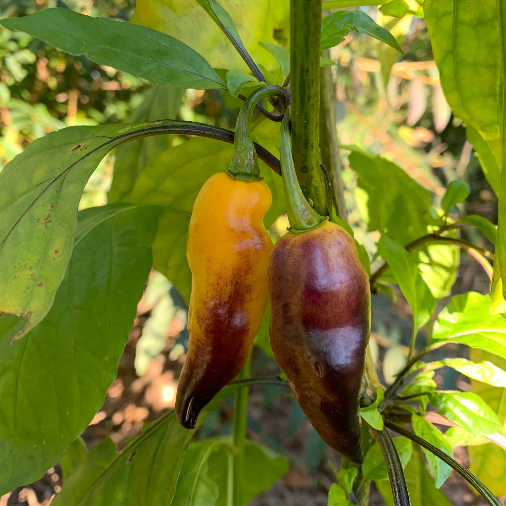 Pimenta Black Bhut - Seeds - Image 2