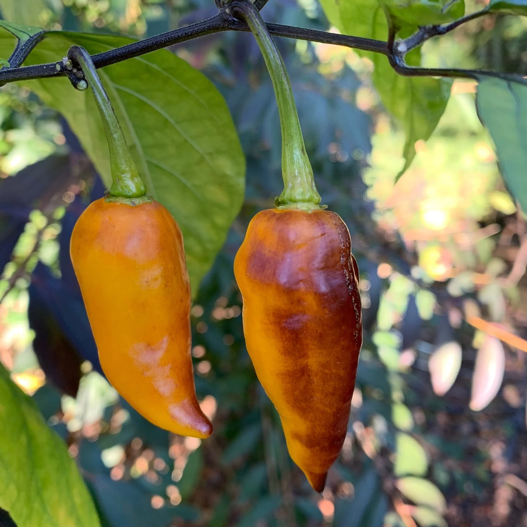 Pimenta Black Bhut - Seeds - Image 3
