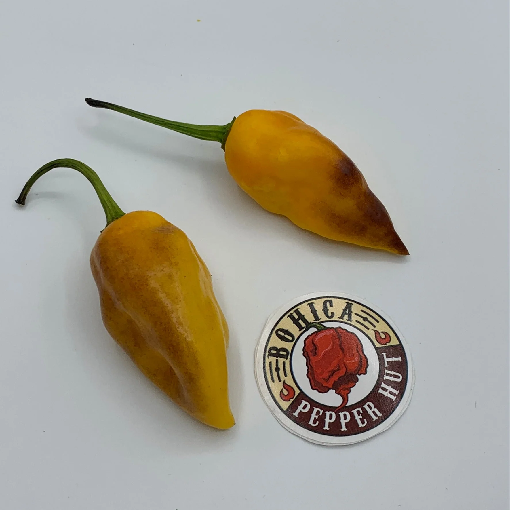 Pimenta Black Bhut - Seeds - Image 4
