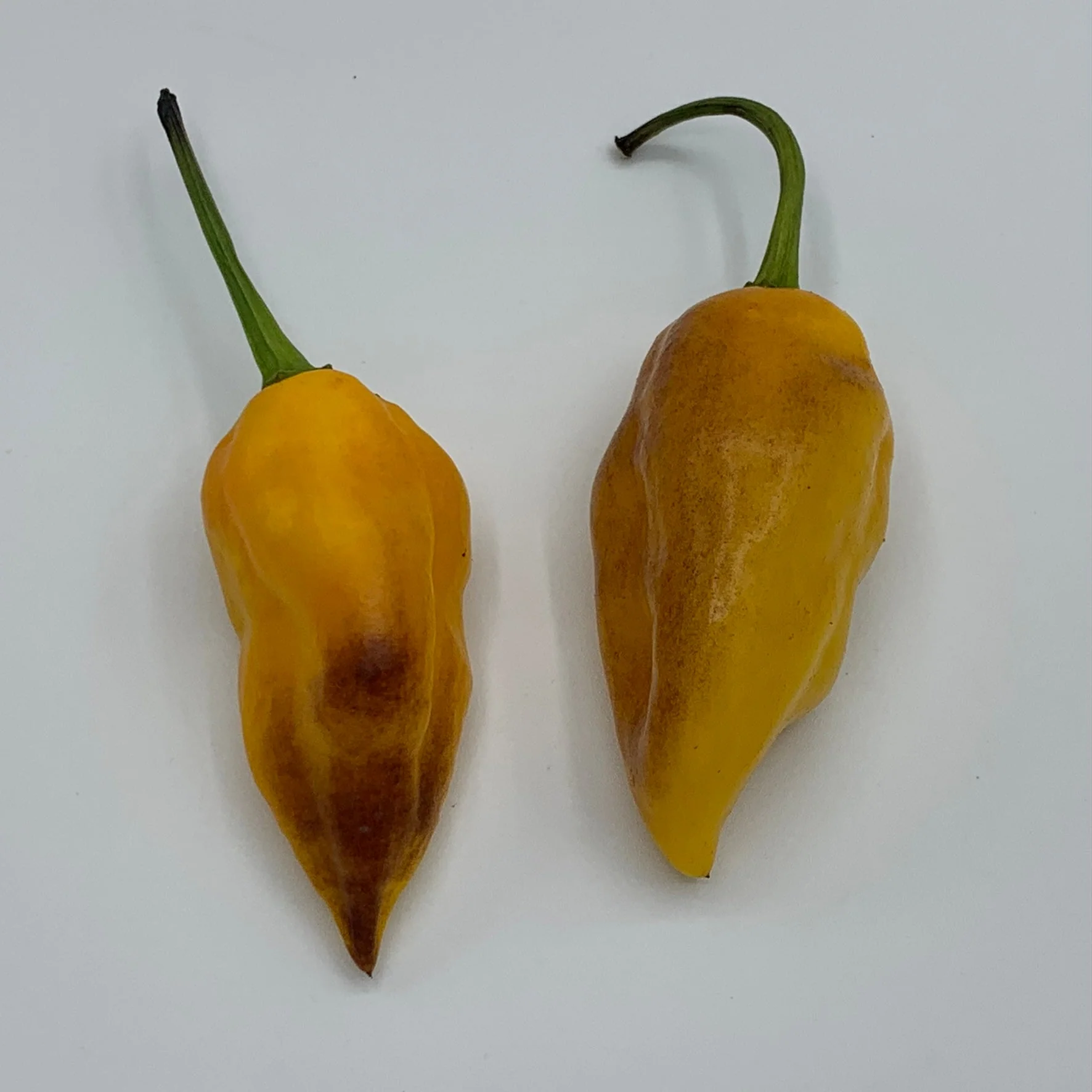 Pimenta Black Bhut - Seeds - Image 5