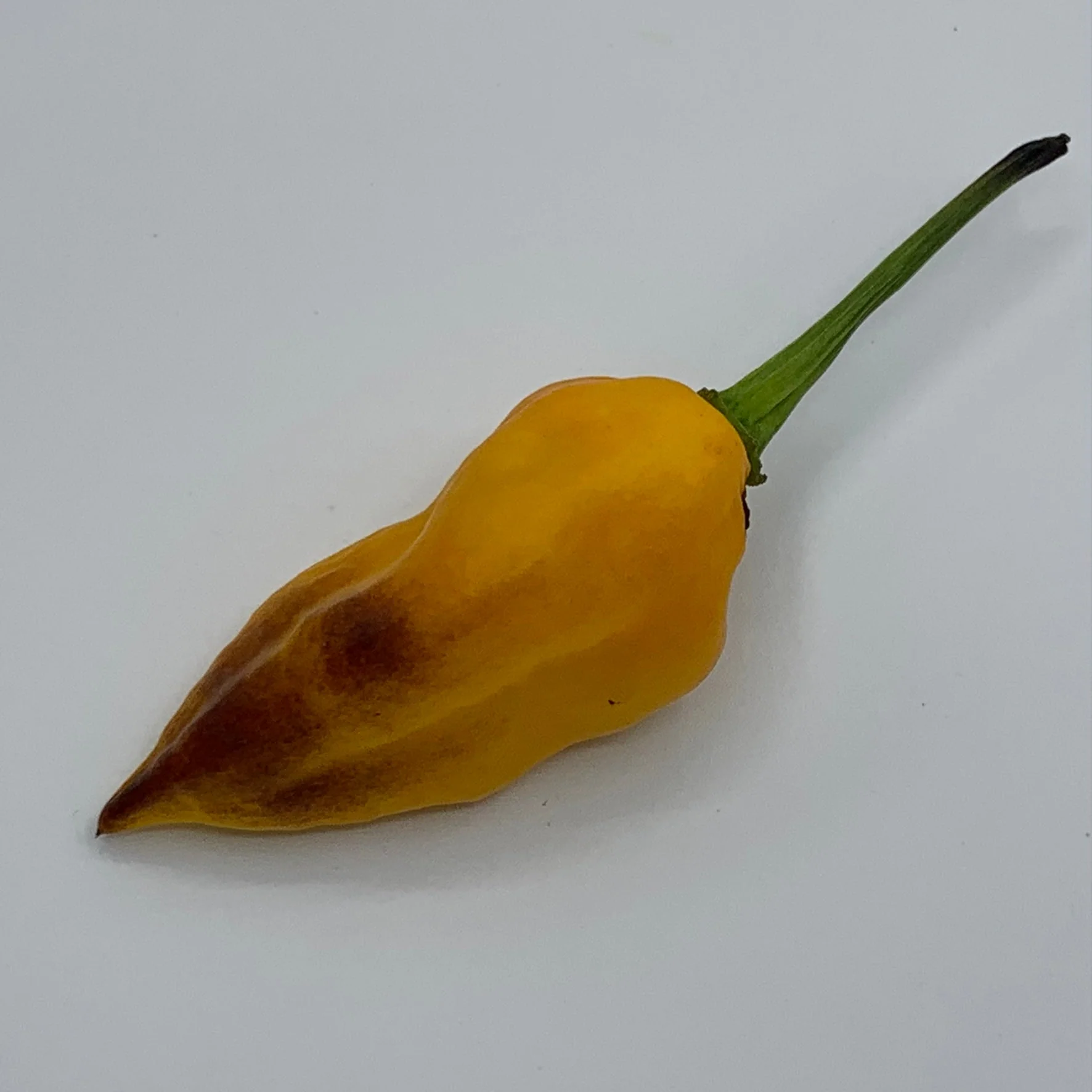 Pimenta Black Bhut - Seeds - Image 6