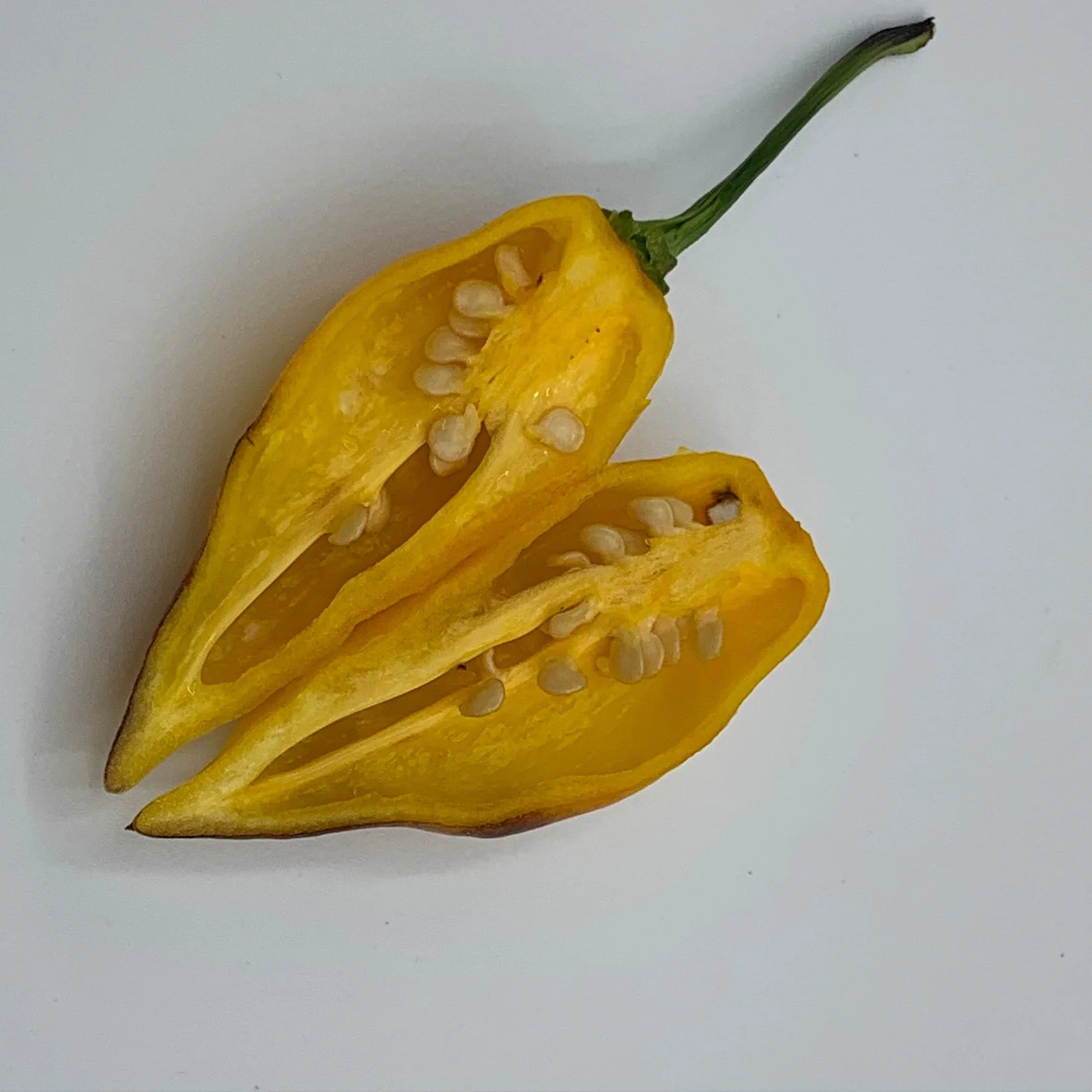 Pimenta Black Bhut - Seeds - Image 7