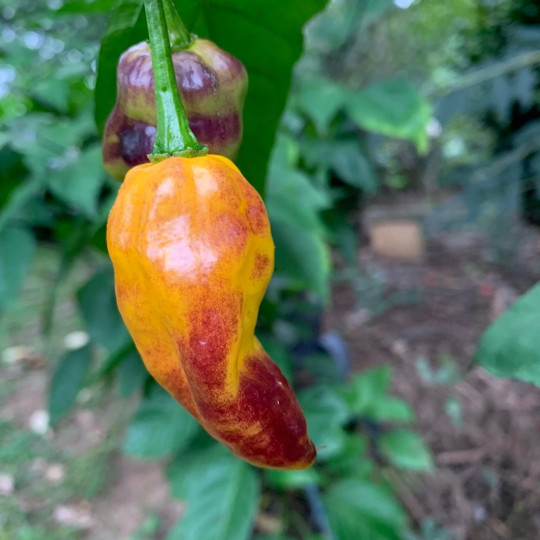 Pimenta Black Bhut - Seeds - Image 8