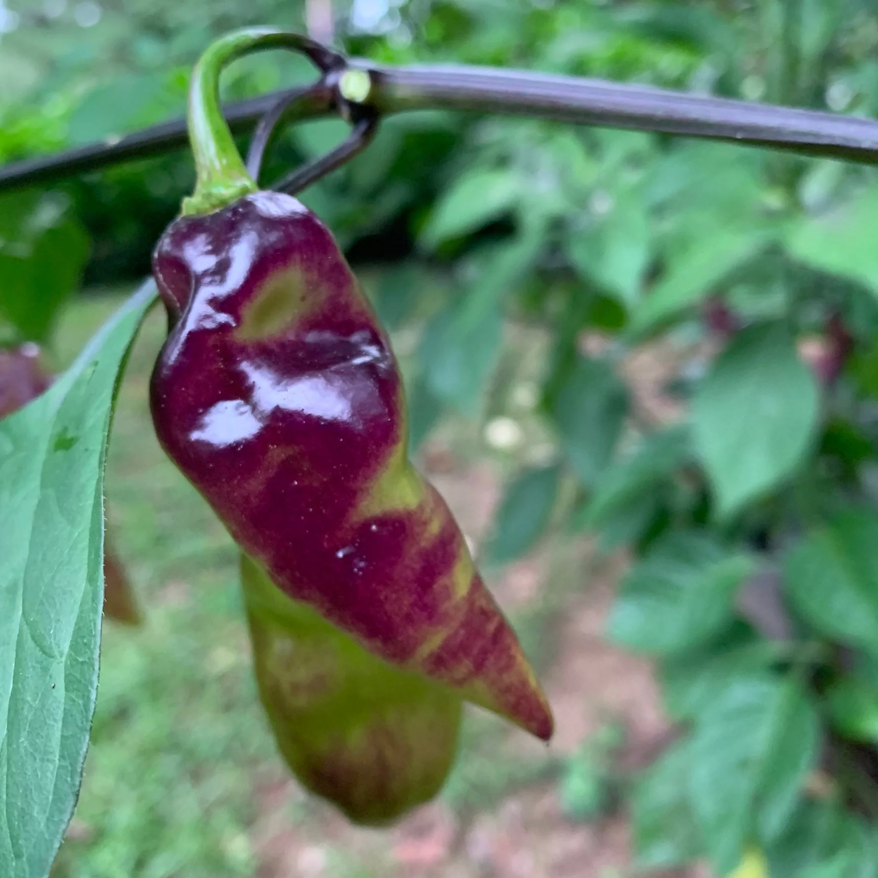 Pimenta Black Bhut - Seeds - Image 9