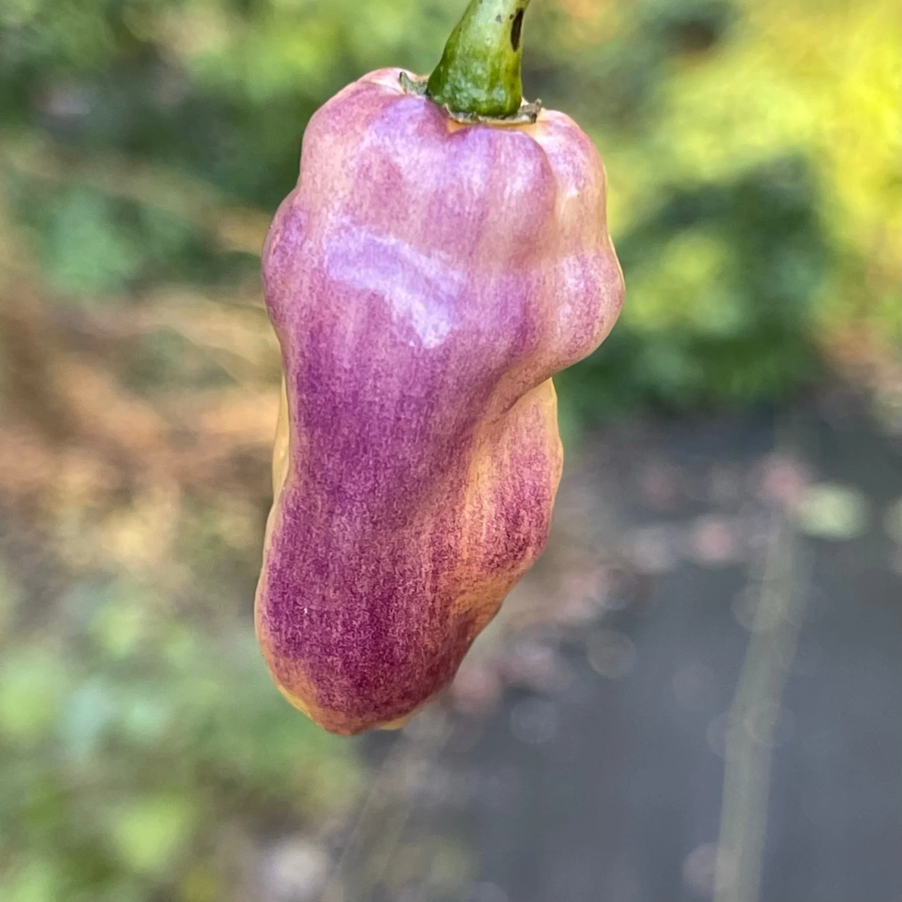Pimenta Jolokia Fire/Ice - Seeds - Image 2